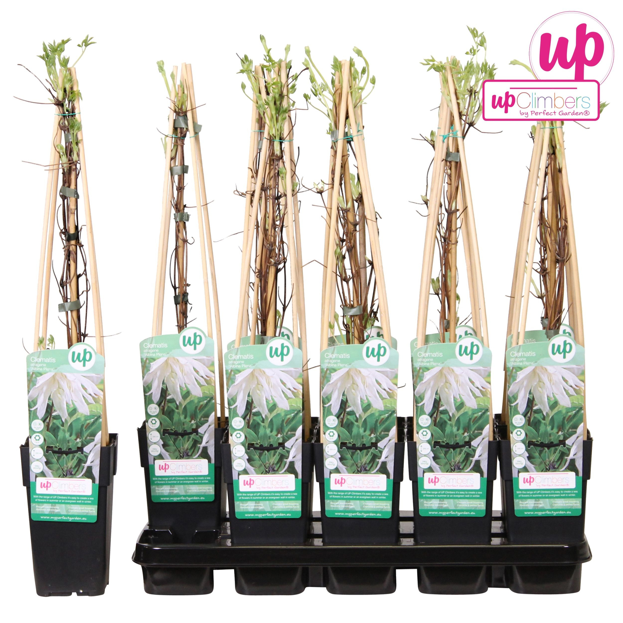 Clematis Alpina Albina Plena P15, D 15