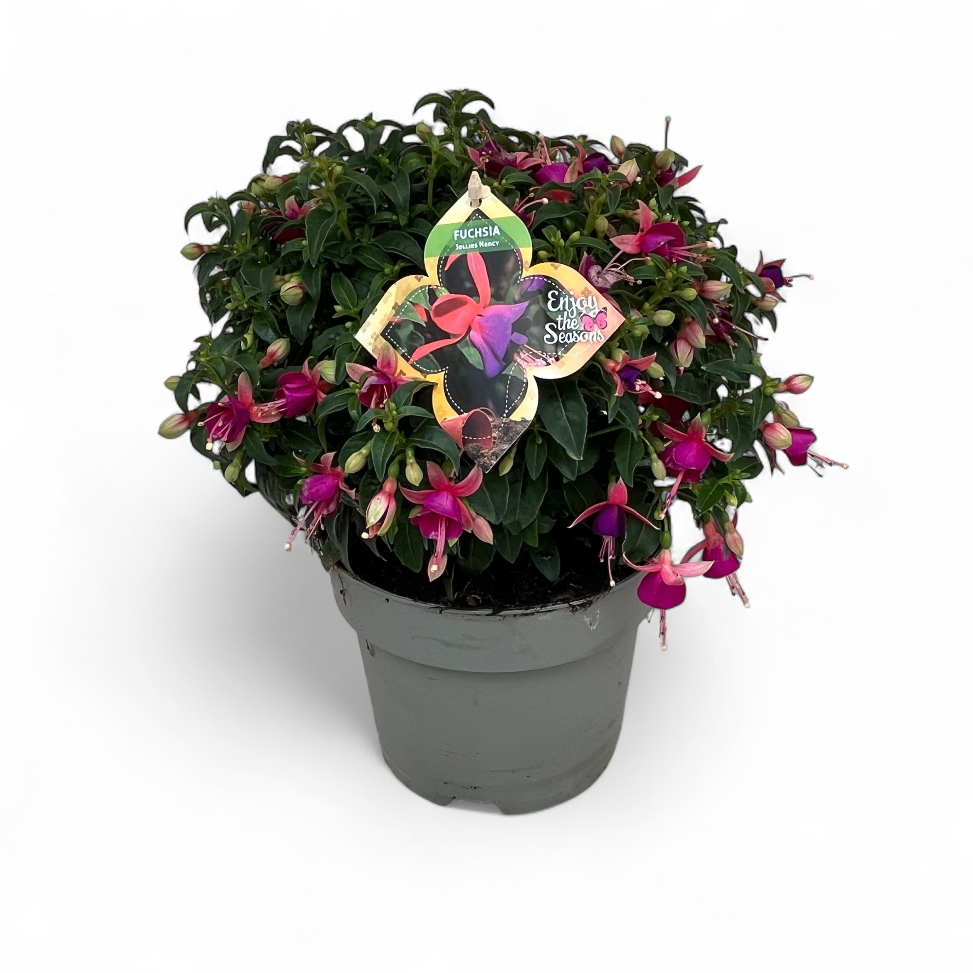 Fuchsia Jollies Nantes C3, D 19