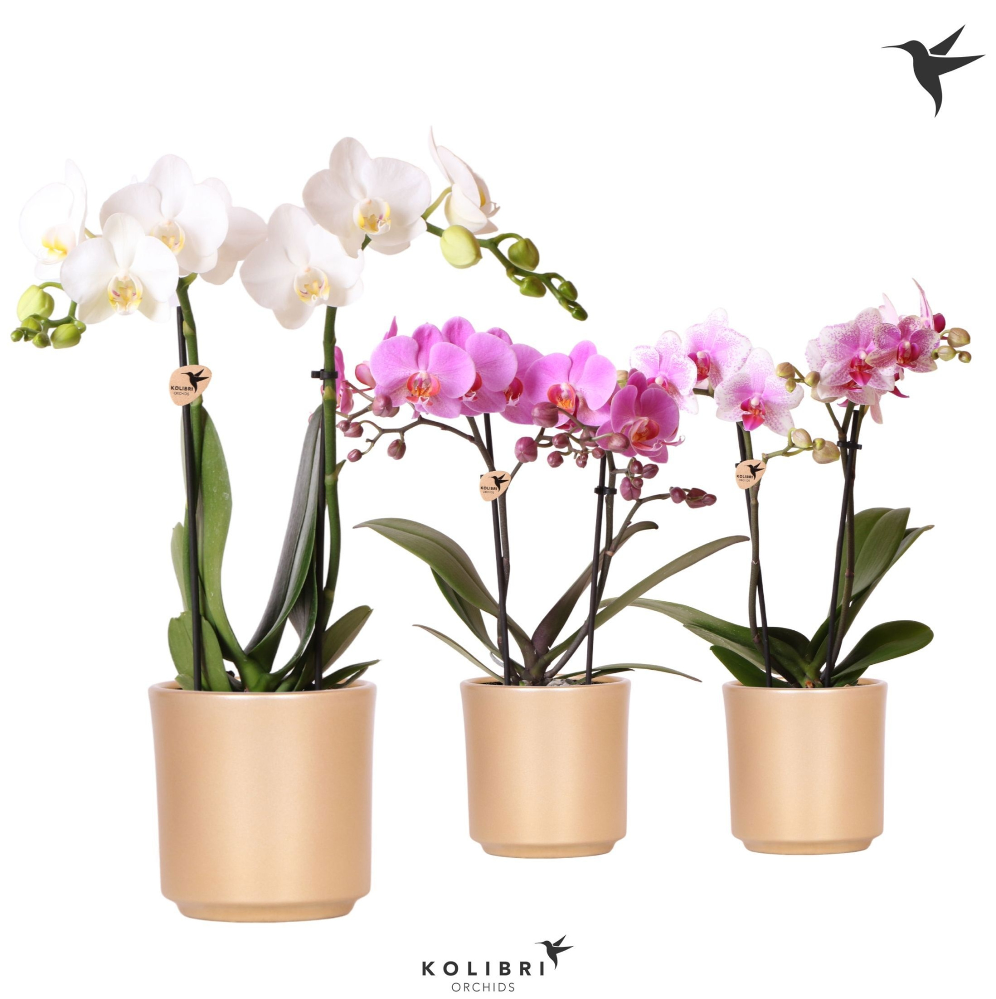 Kolibri Orchids Phalaenopsis white 2 spike in Simplicity pot gold, D 9