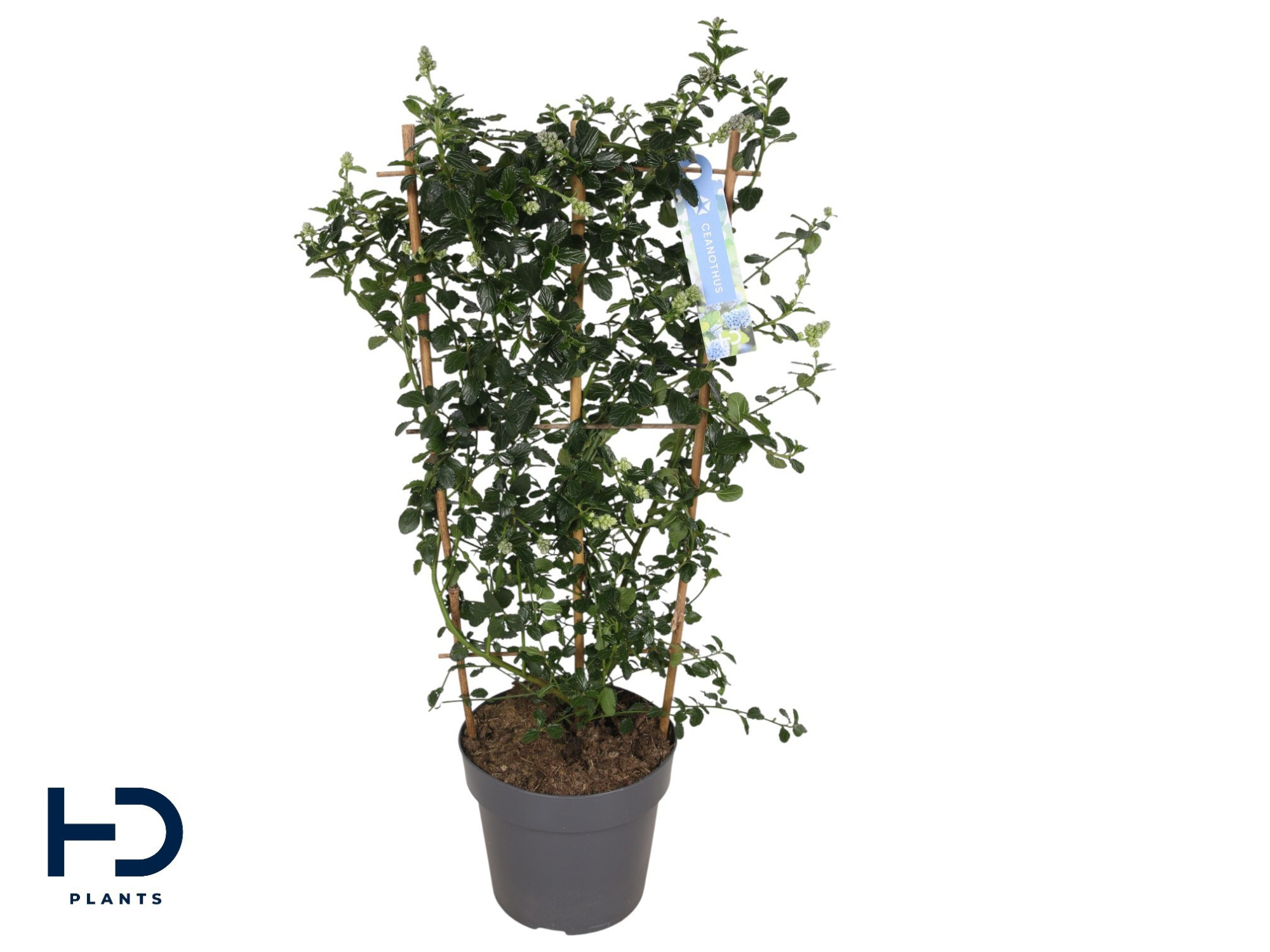 Ceanothus 17cm Repens rek, D 17