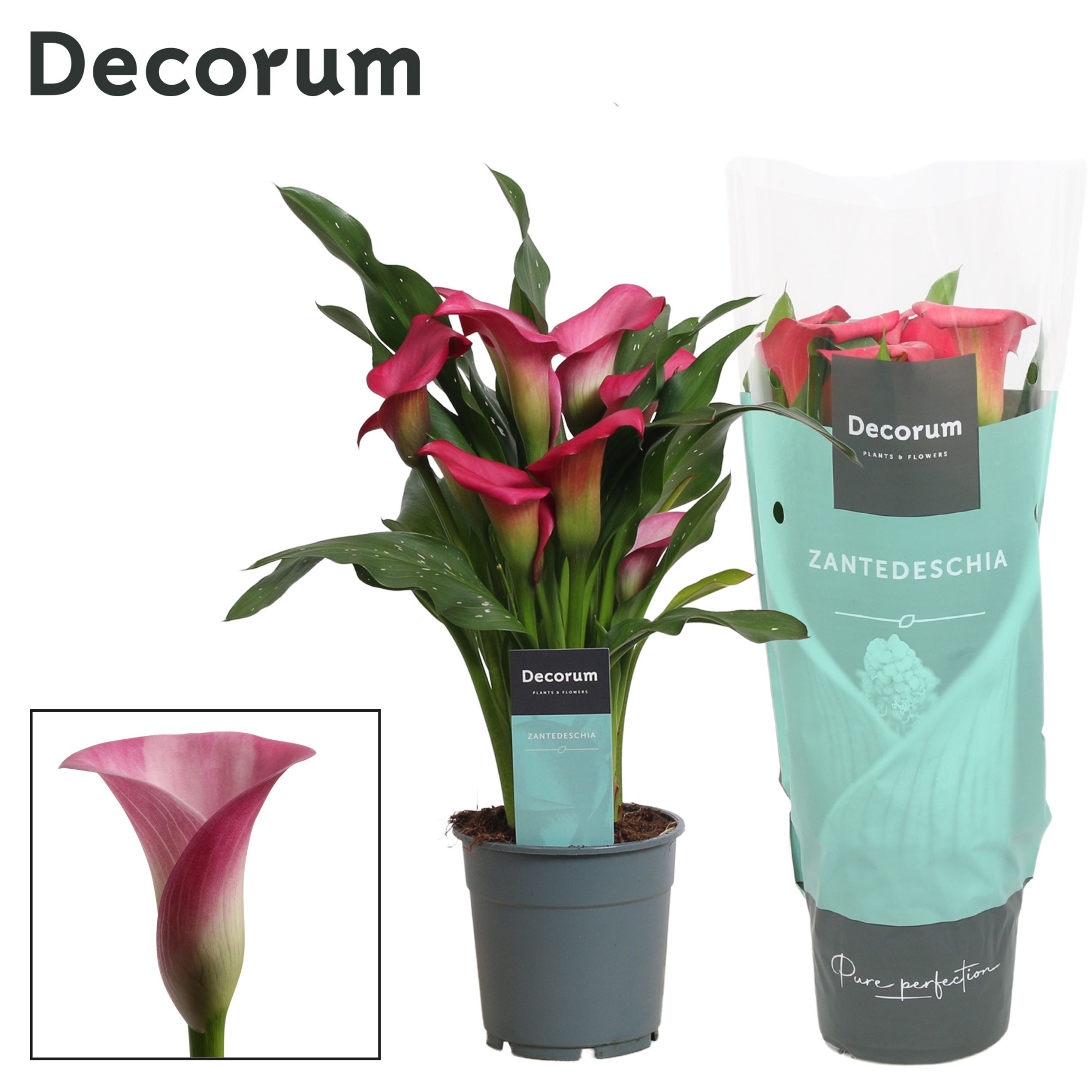 Zantedeschia (Calla) Roze (Decorum), D 12