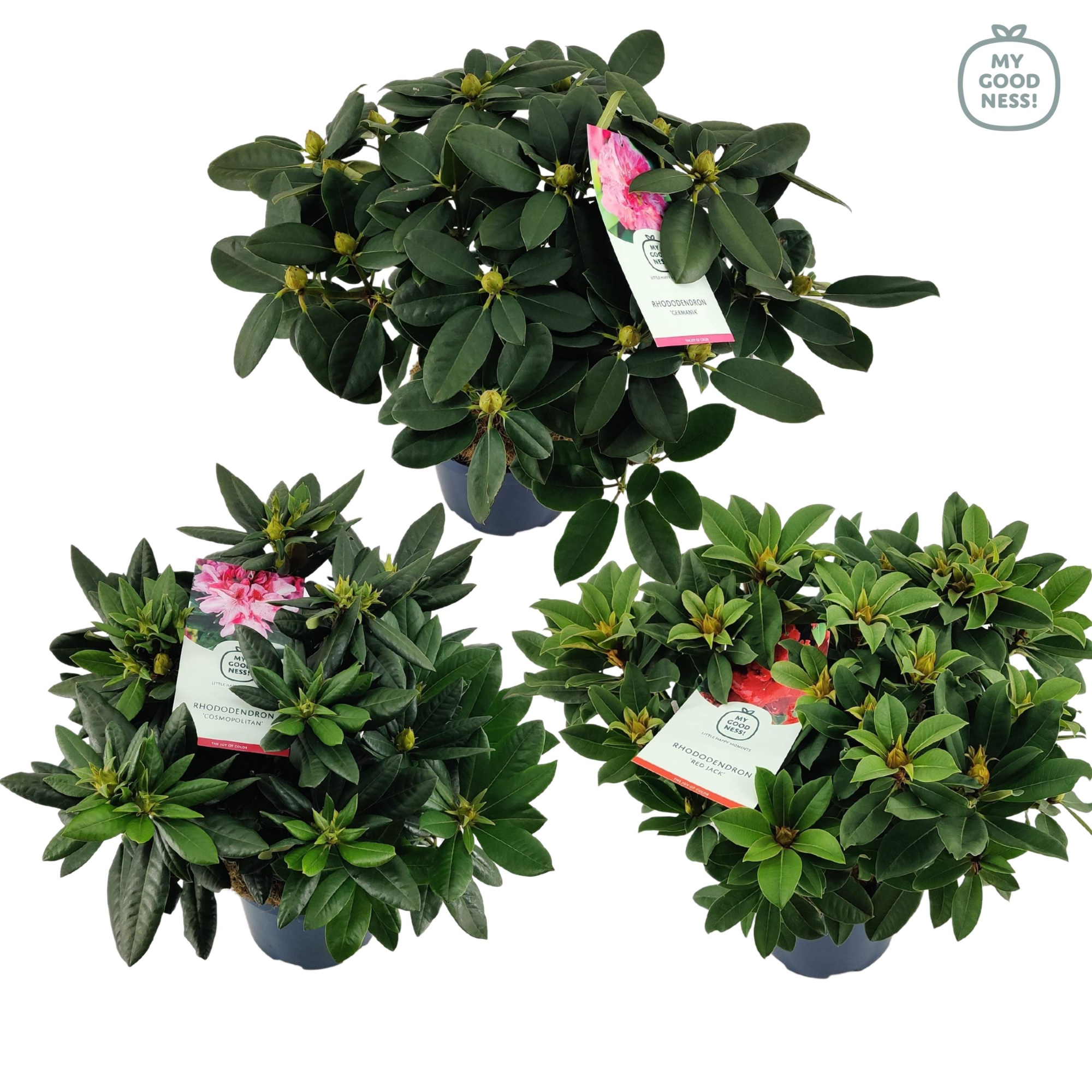 Rhododendron 50-60 /7.5 liter 'Mix', D 26