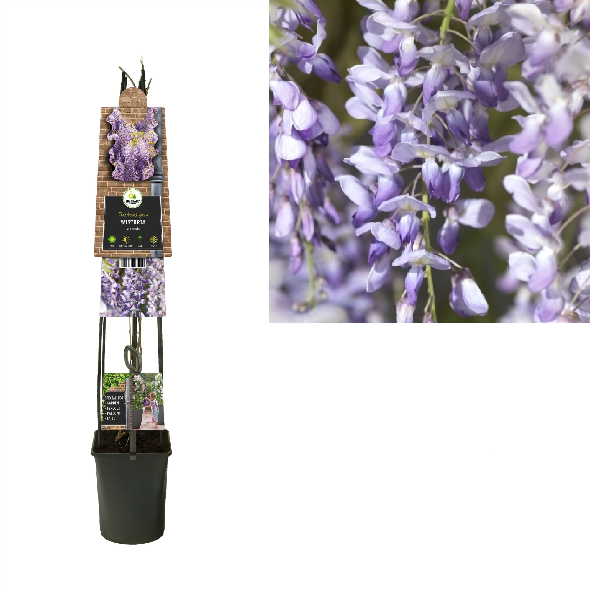 Wisteria sinensis +3.0 label, D 23