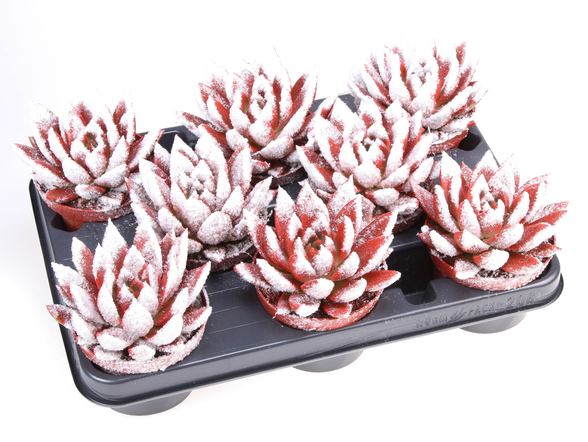 Miranda snowy + bio snow, D 10,5