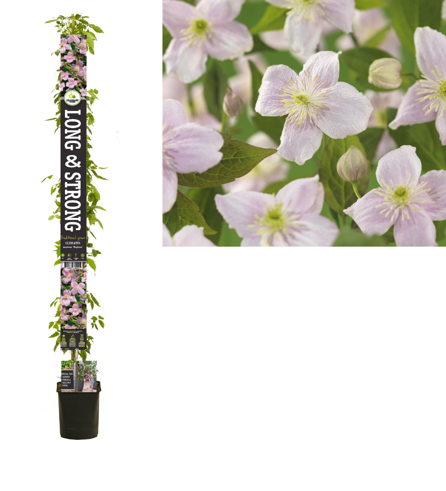 Clematis montana 'Mayleen' +long & strong label, D 23