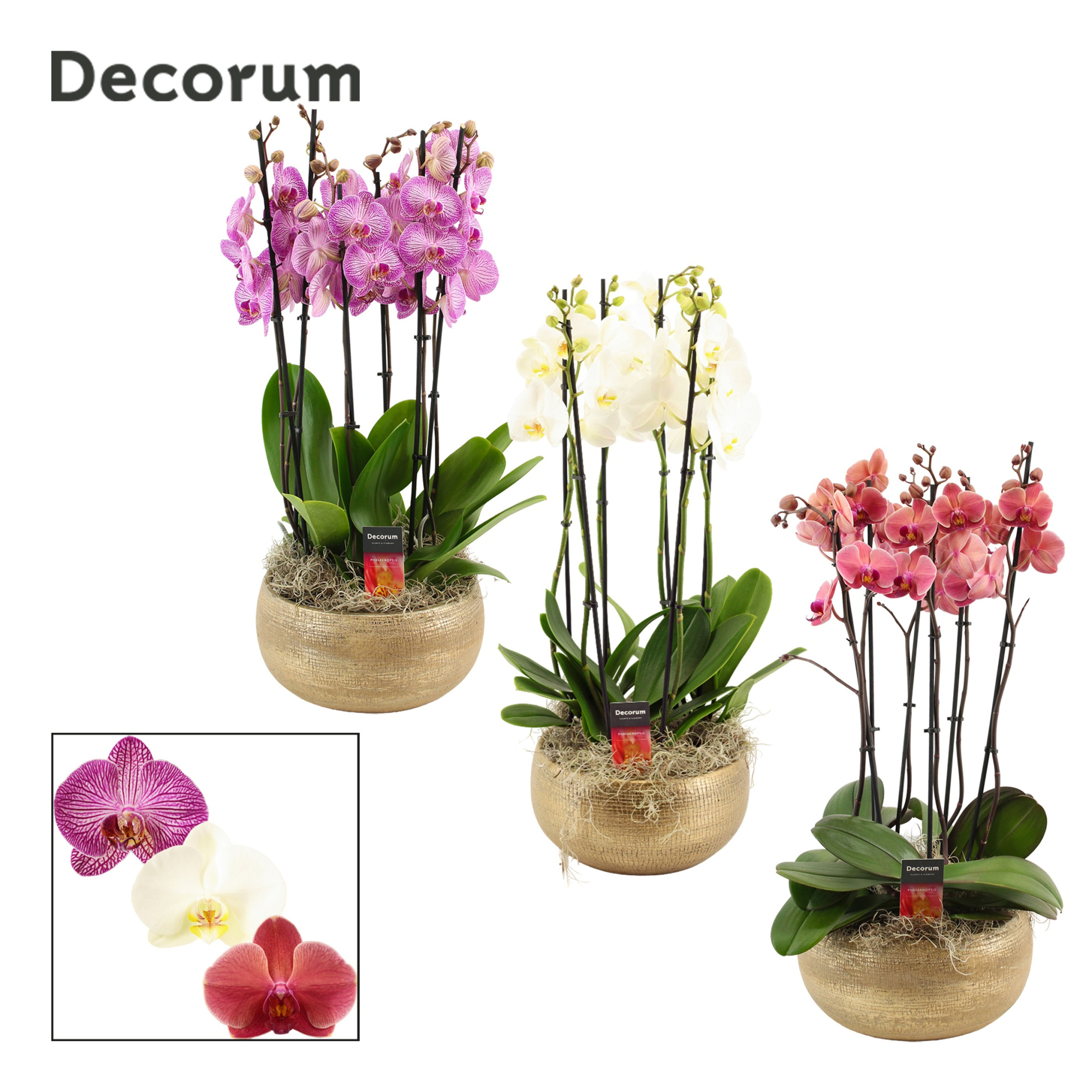 Aurelie 6 tak symphony mix (Deco-collection), D 27