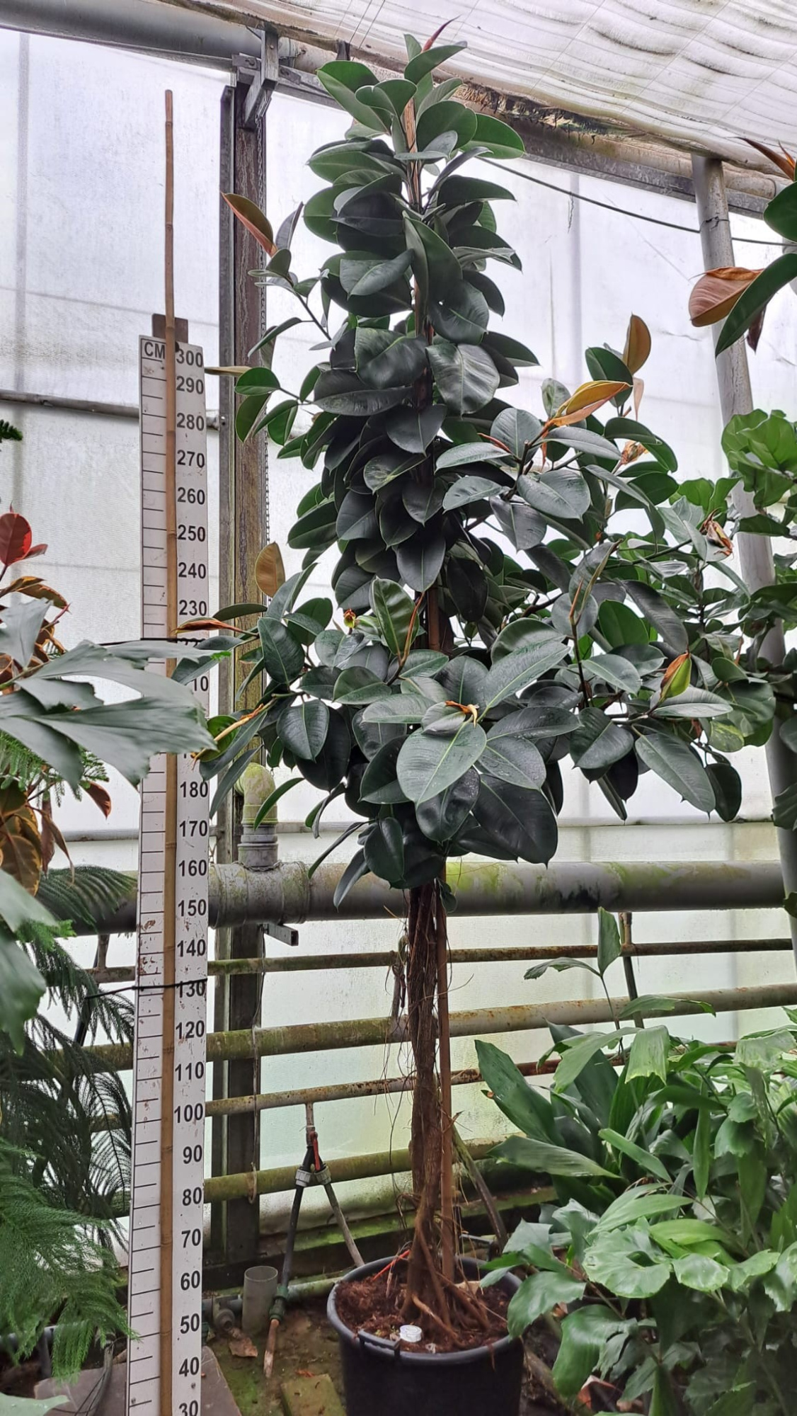 Ficus Robusta multistam XXXL, D 60