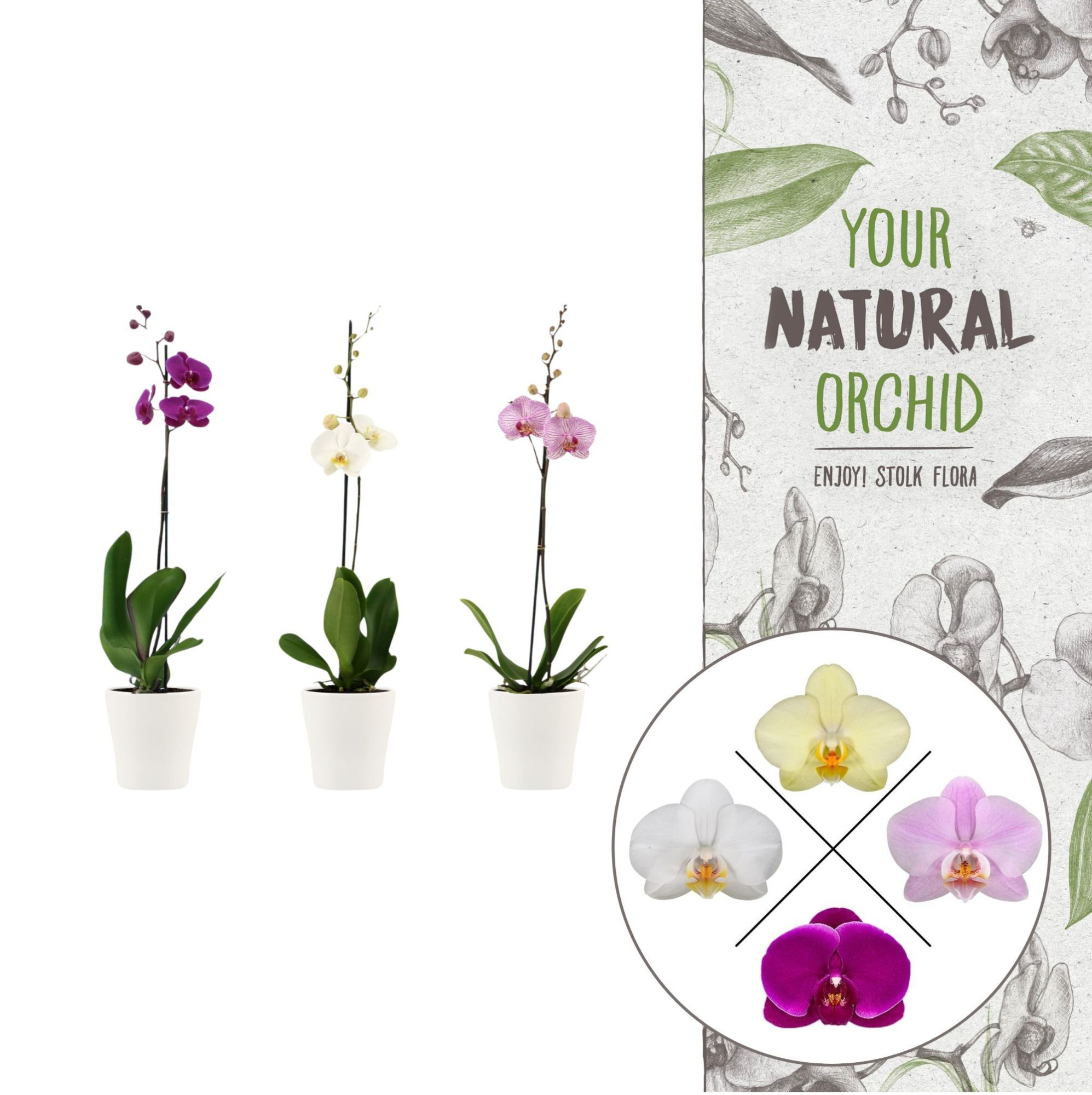 Your Natural Orchid | Mix in Anna wit keramiek | Phal. 1 spike, D 12