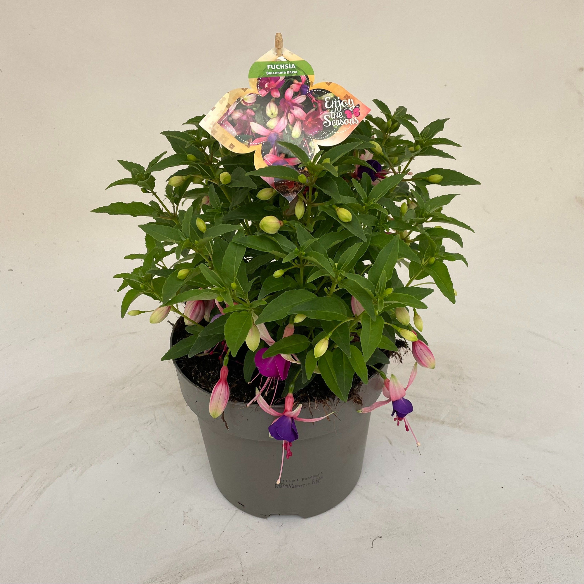 Fuchsia Ballerina gemengd, D 19