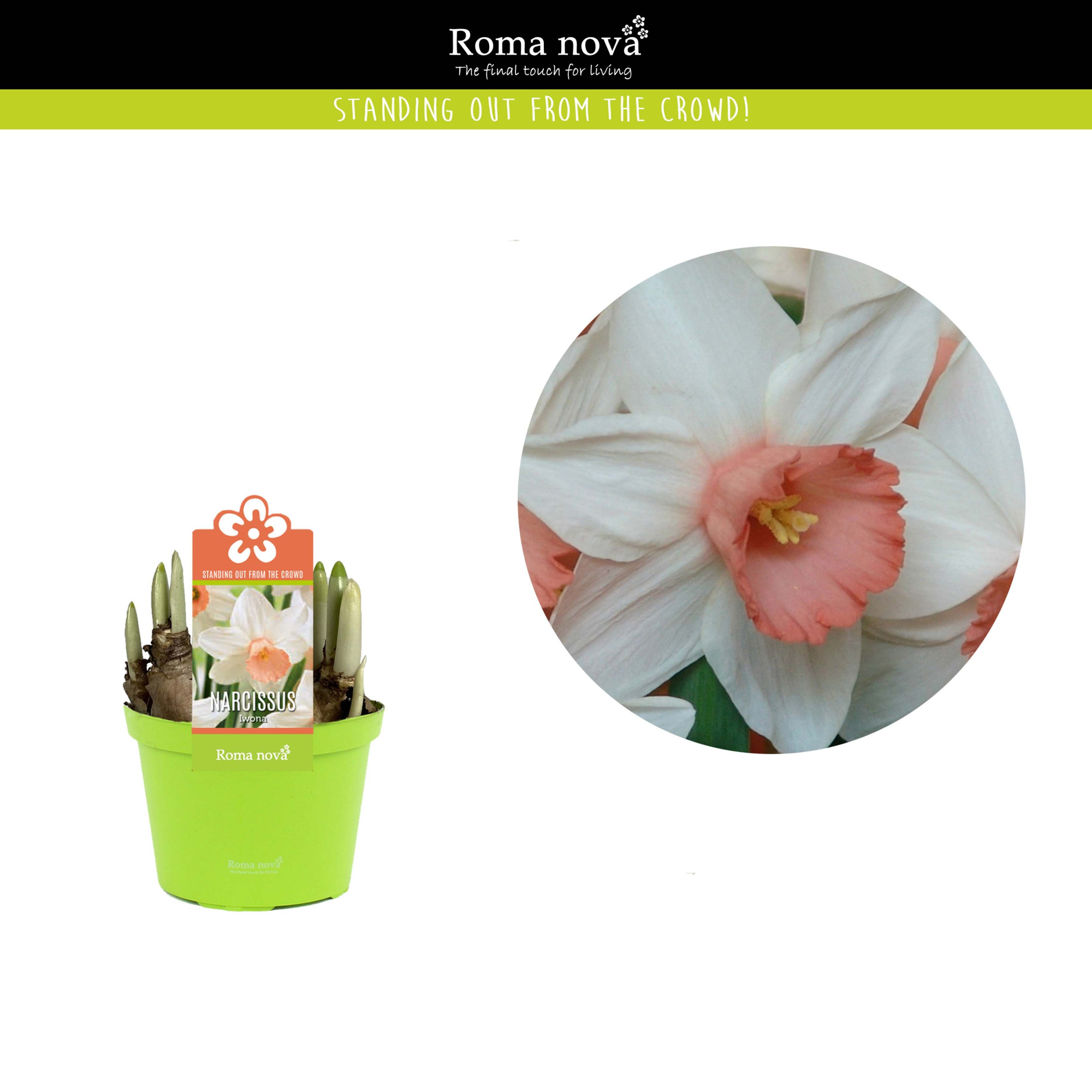 Narcissus Iwona 12cm, D 12