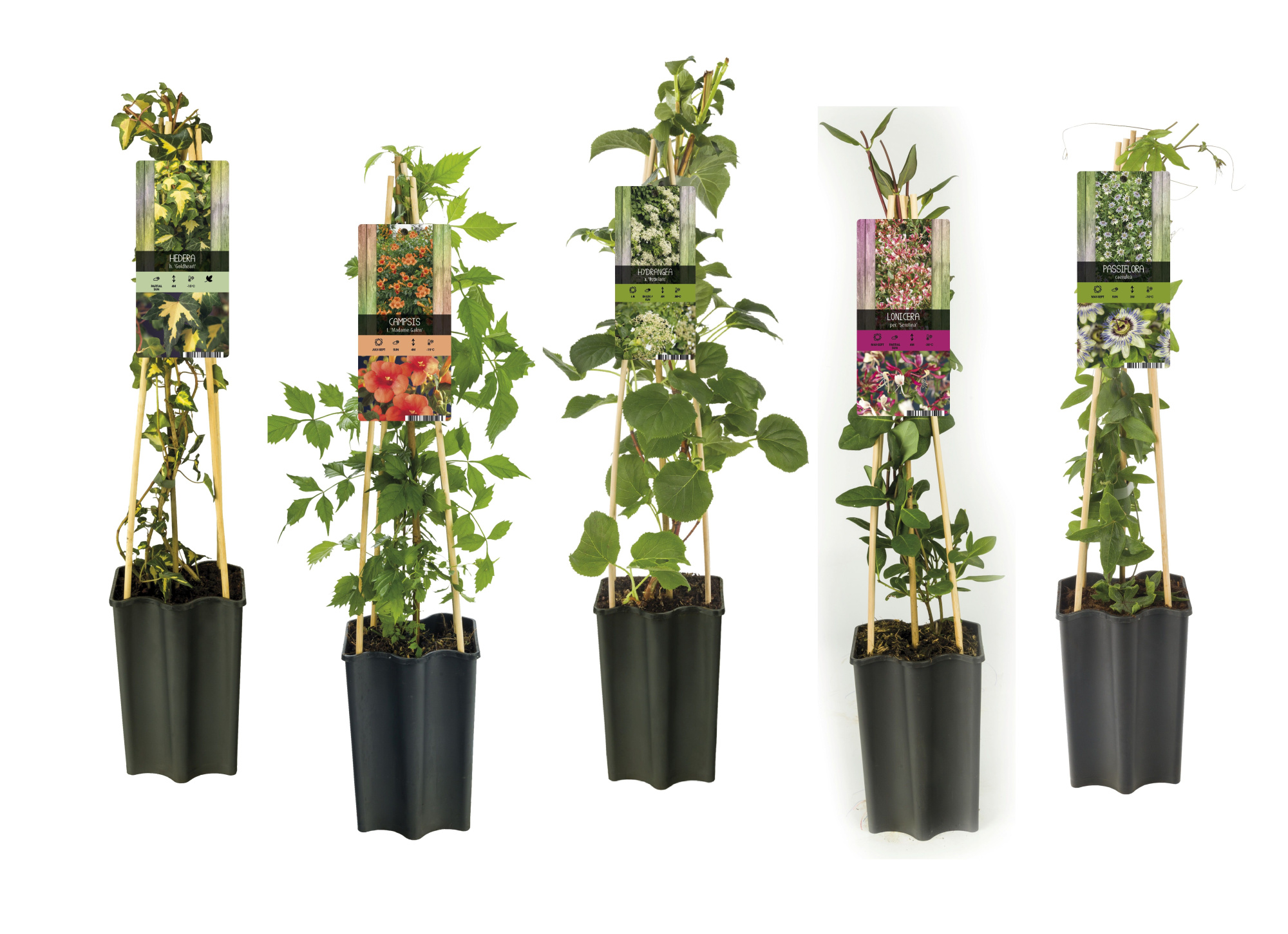 Mixtray Climbers +light label, D 15