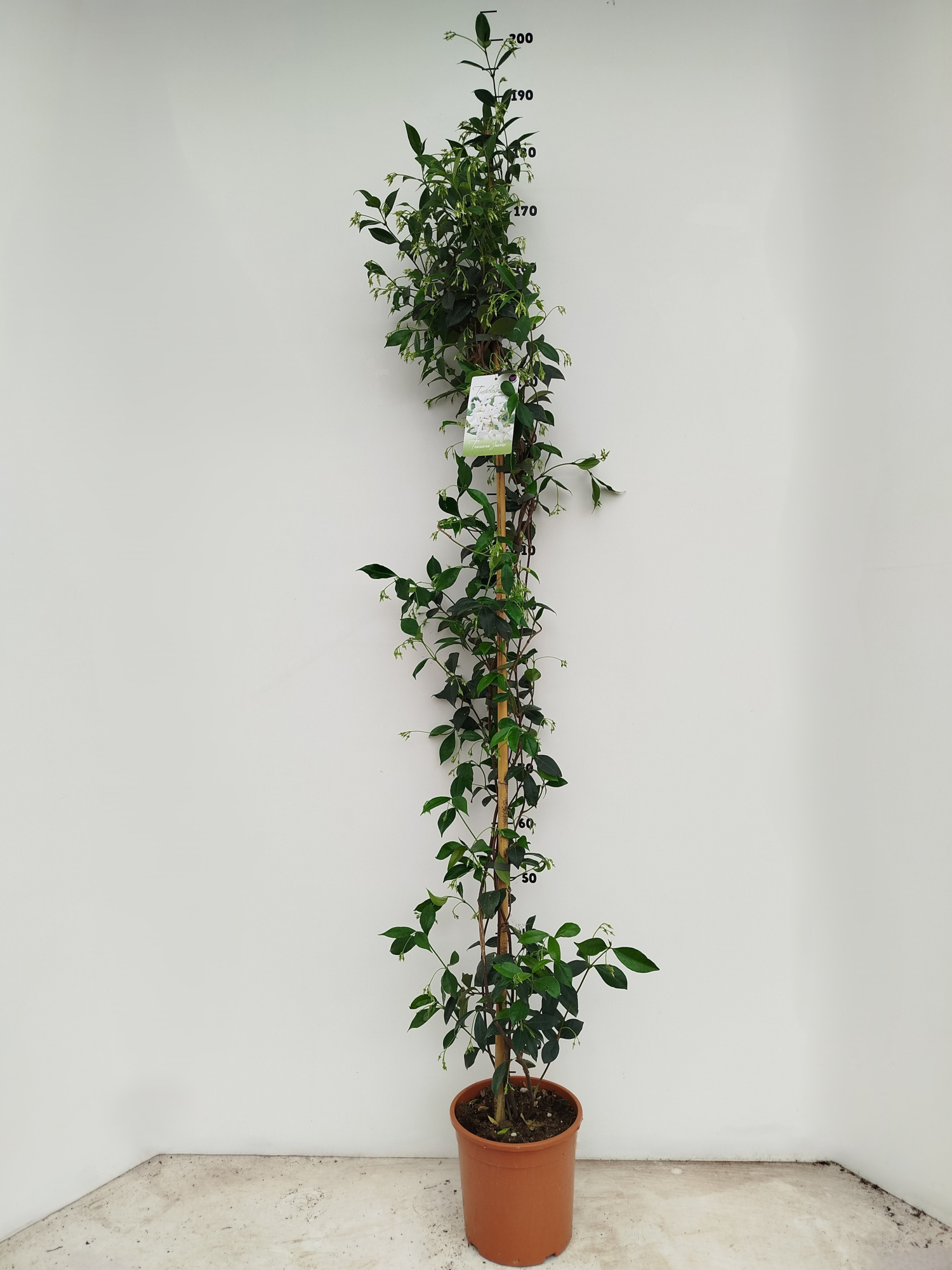 Trachelospermum jasminoides, D 21