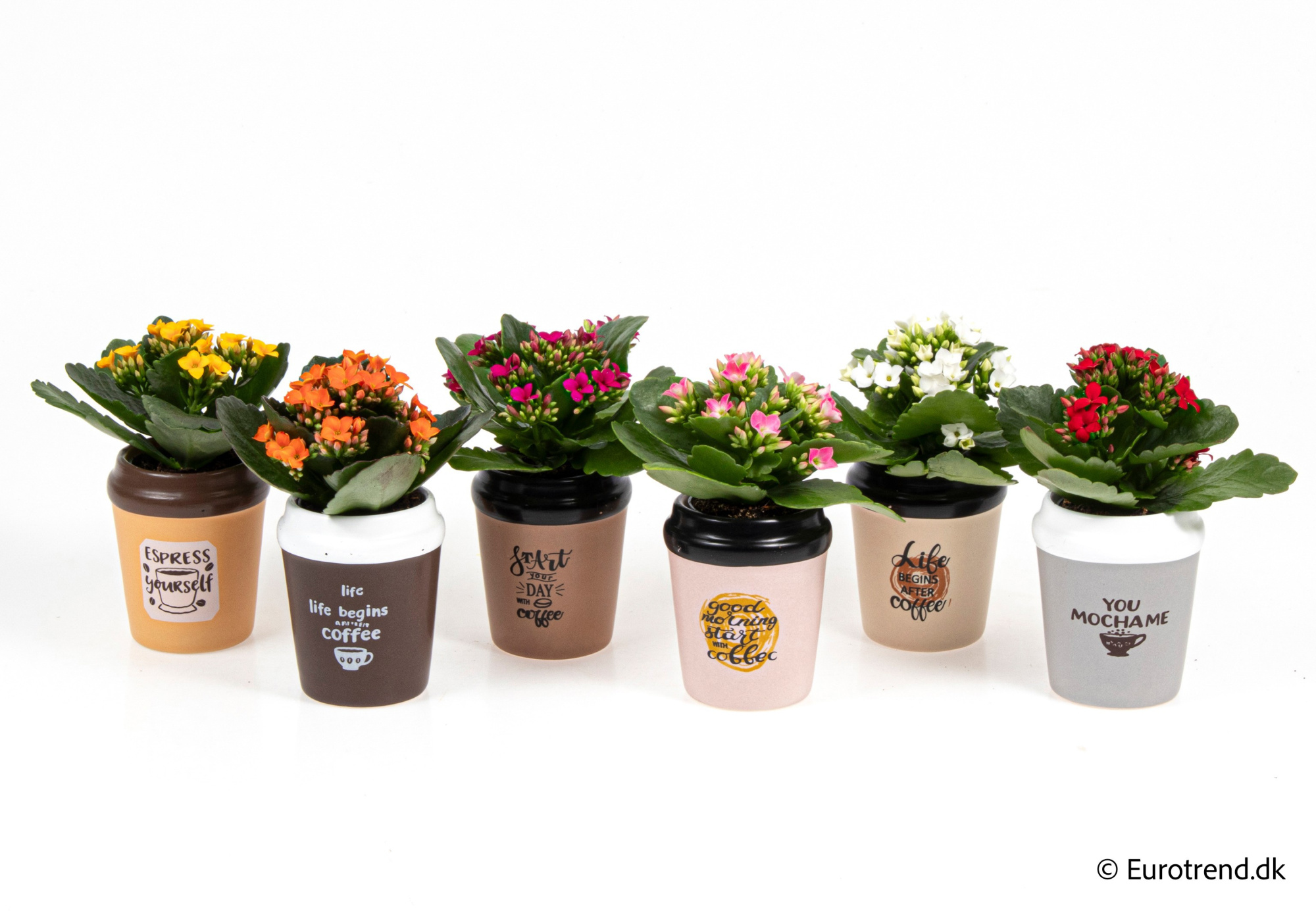 Kalanchoe in New Look ceramic 2026, D 6