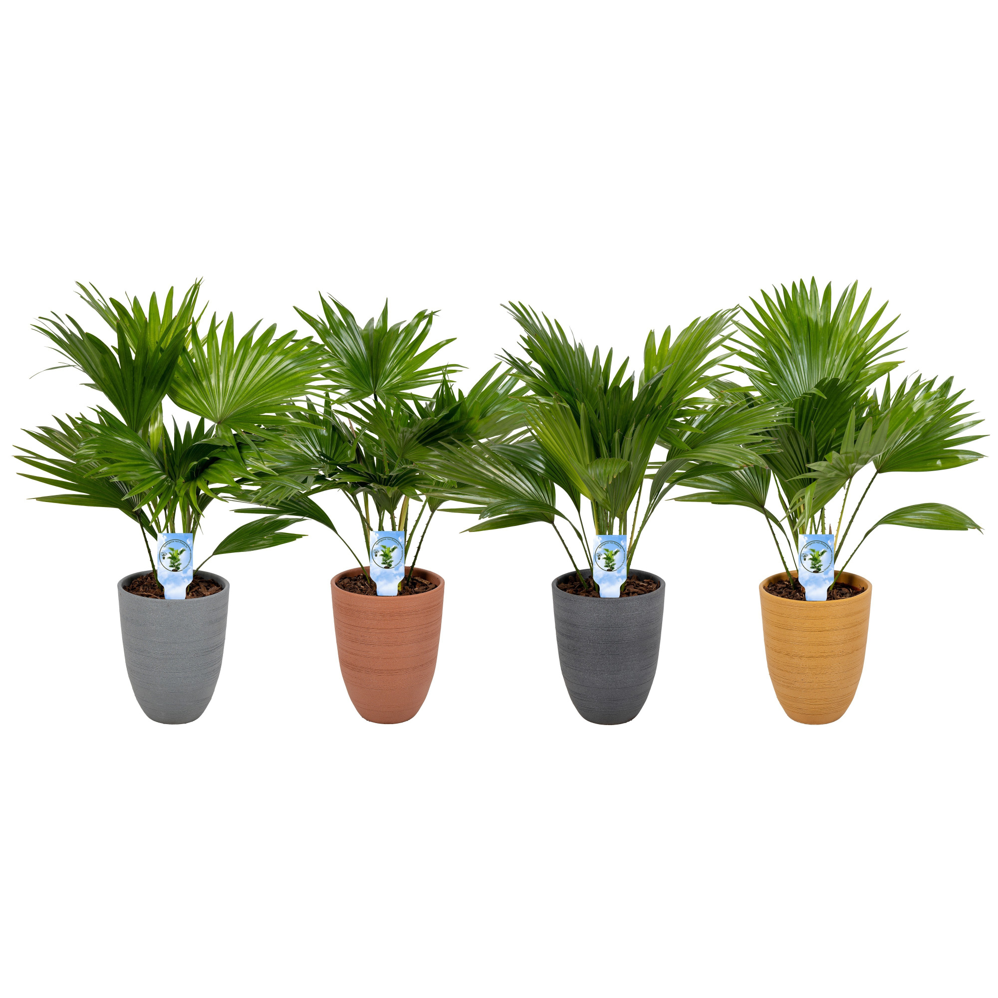 Livistona 830 mix potkleuren Asp, D 14