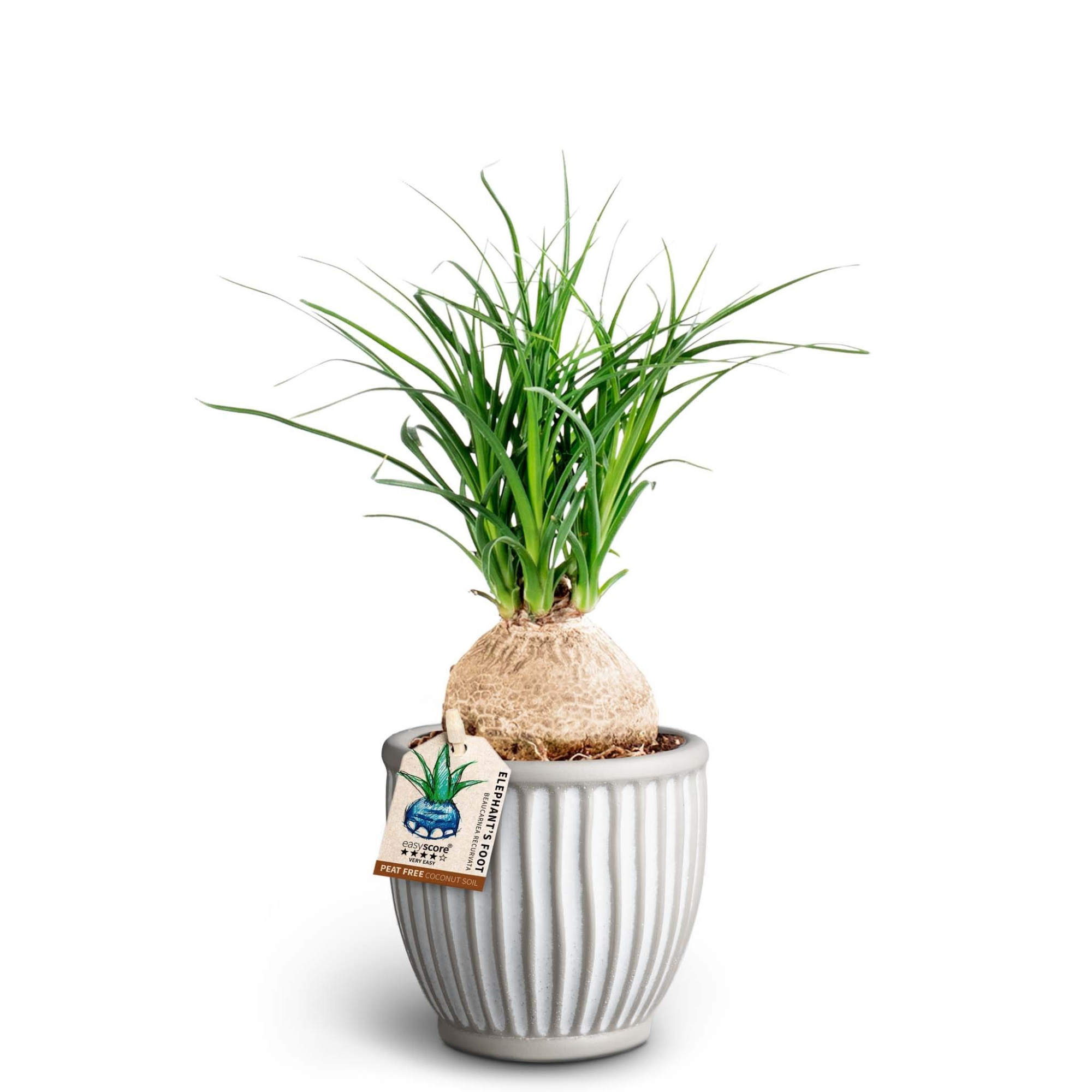 Athena, Beaucarnea 'Nolina', D 10