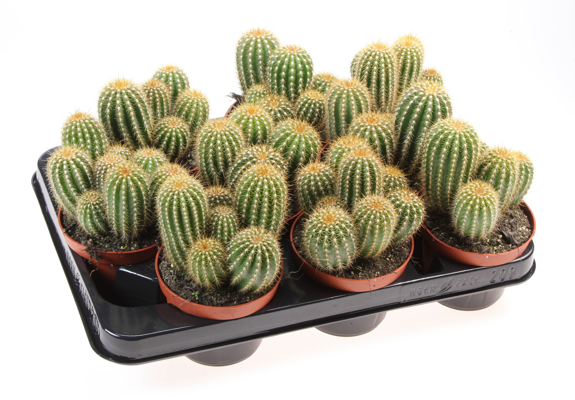 Trichocereus spachianus, D 10,5