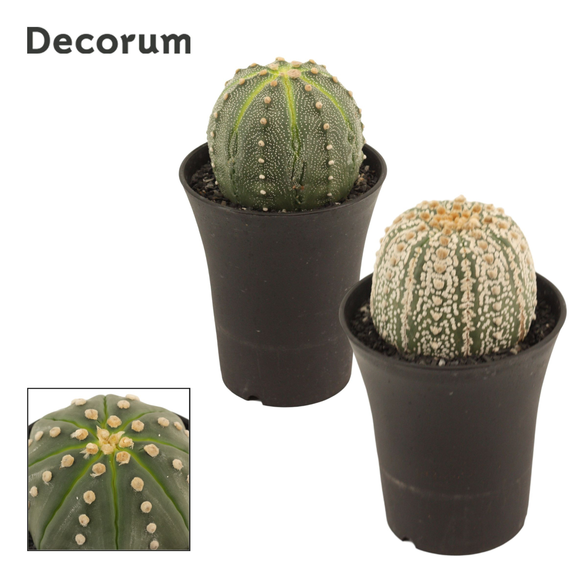 Astrophytum Asterias 14 cm Single (Decorum), D 14