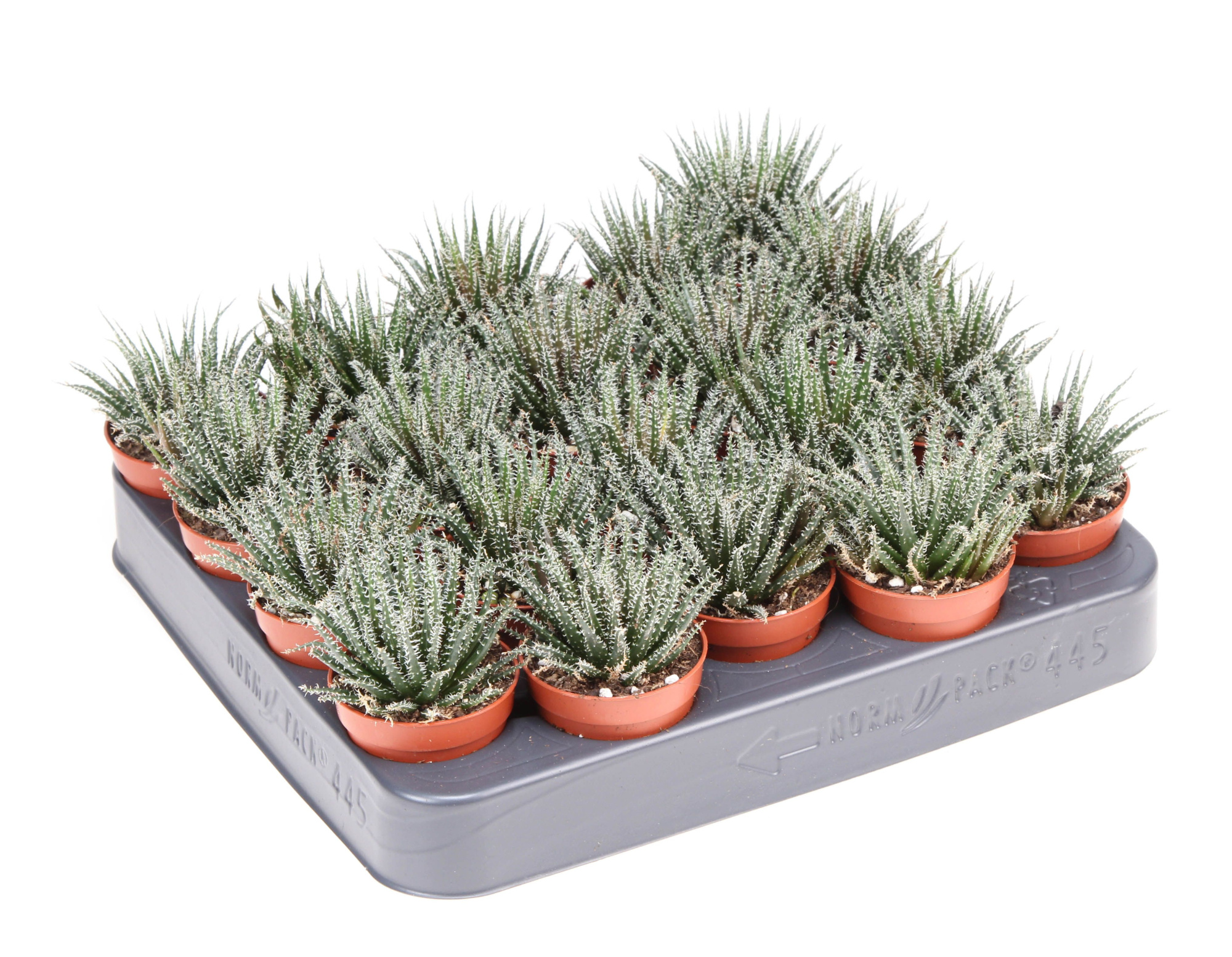 Haworthia snow white, D 5,5