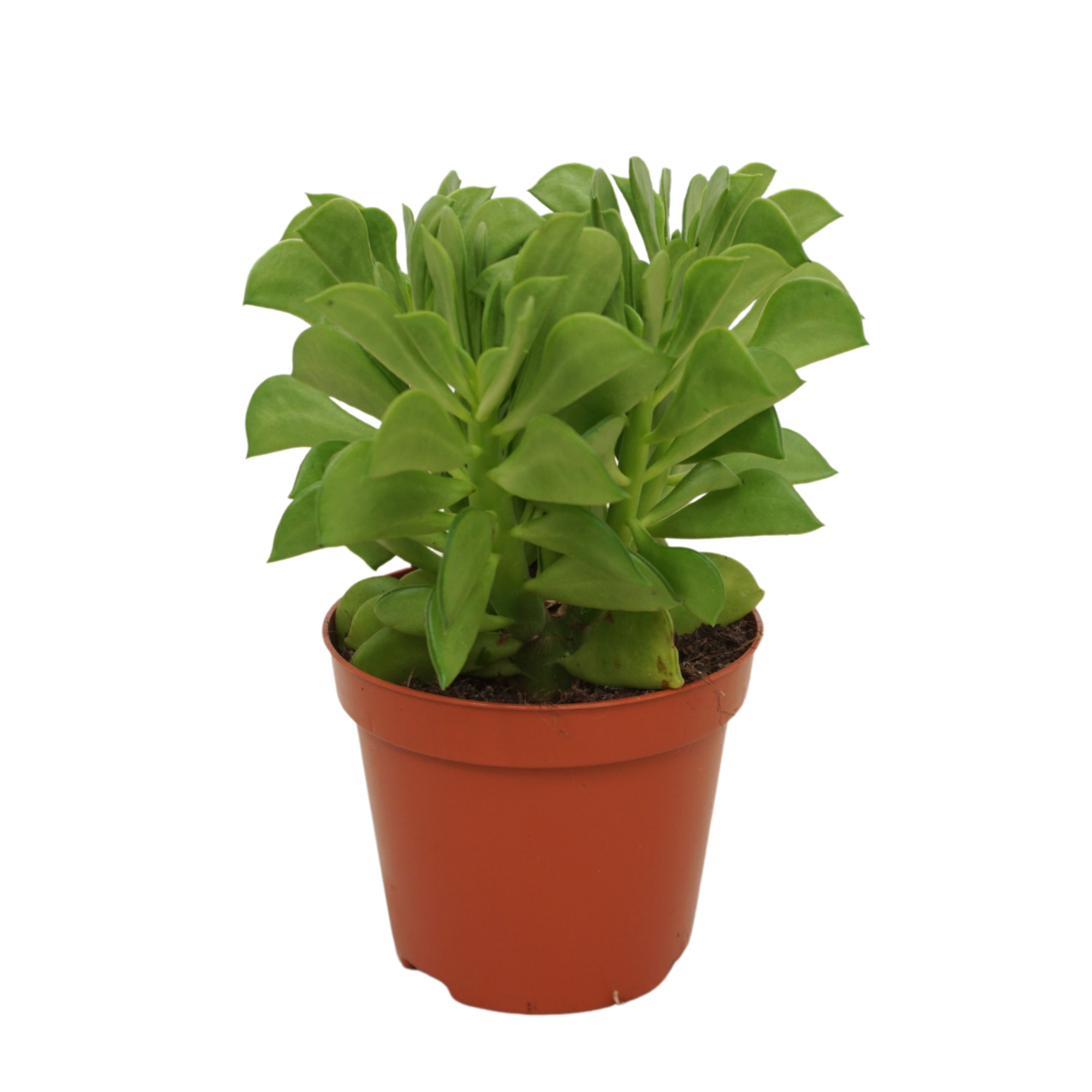 Peperomia dolabriformis 8,5 cm, D 8,5