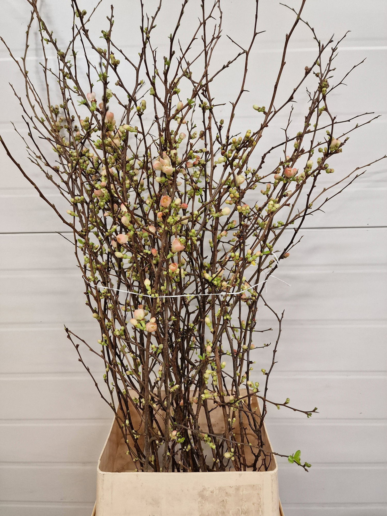 Хаеномелис Японика 110, шт.