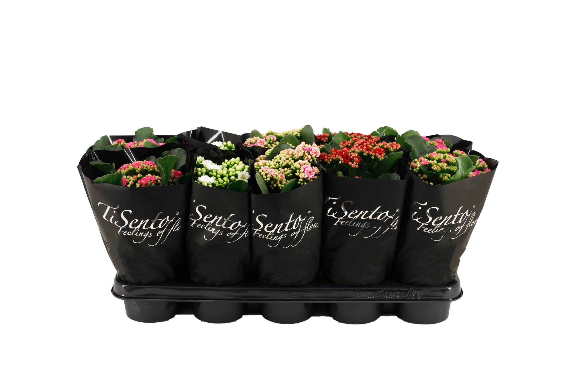 Calandiva 12 cm - Mix in Zwart, D 12