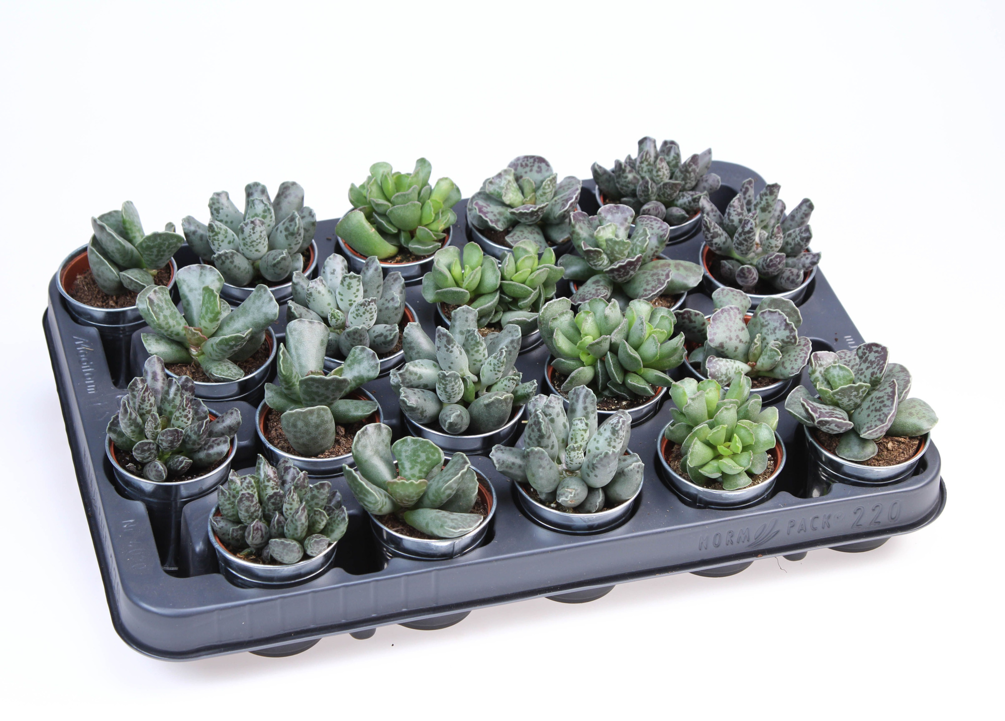 Adromischus mix in Zinkpot, D 5,5