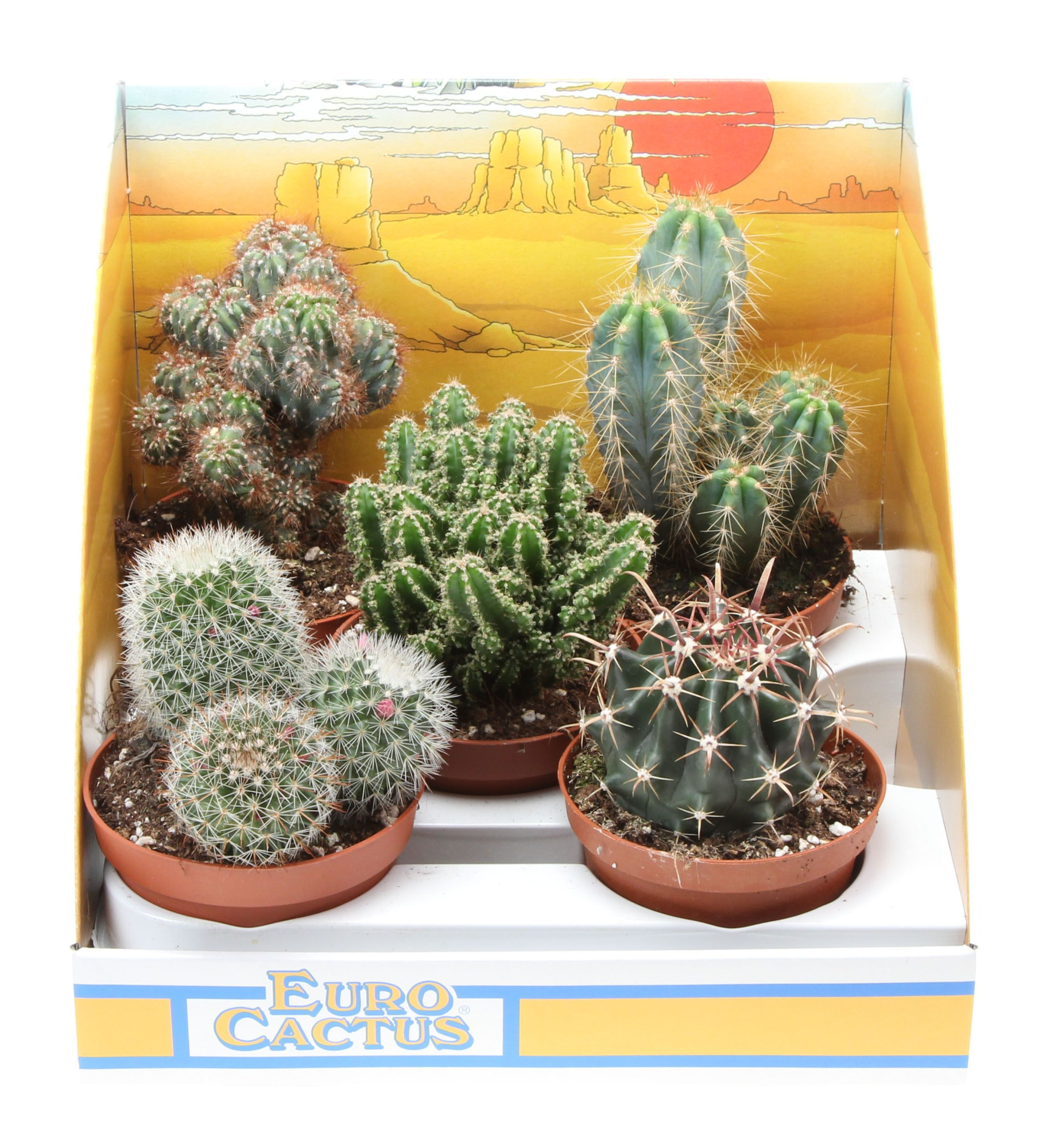 Cactus mix in showdoos, D 10,5