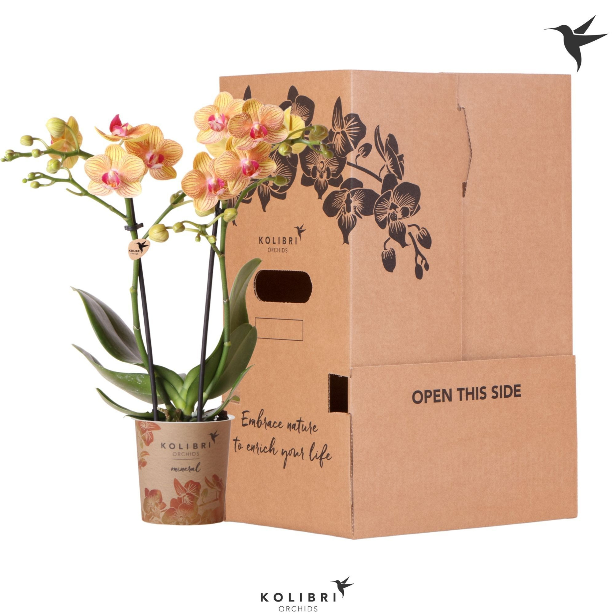 Kolibri Orchids Phalaenopsis Orange 2 spike no sleeve, D 9