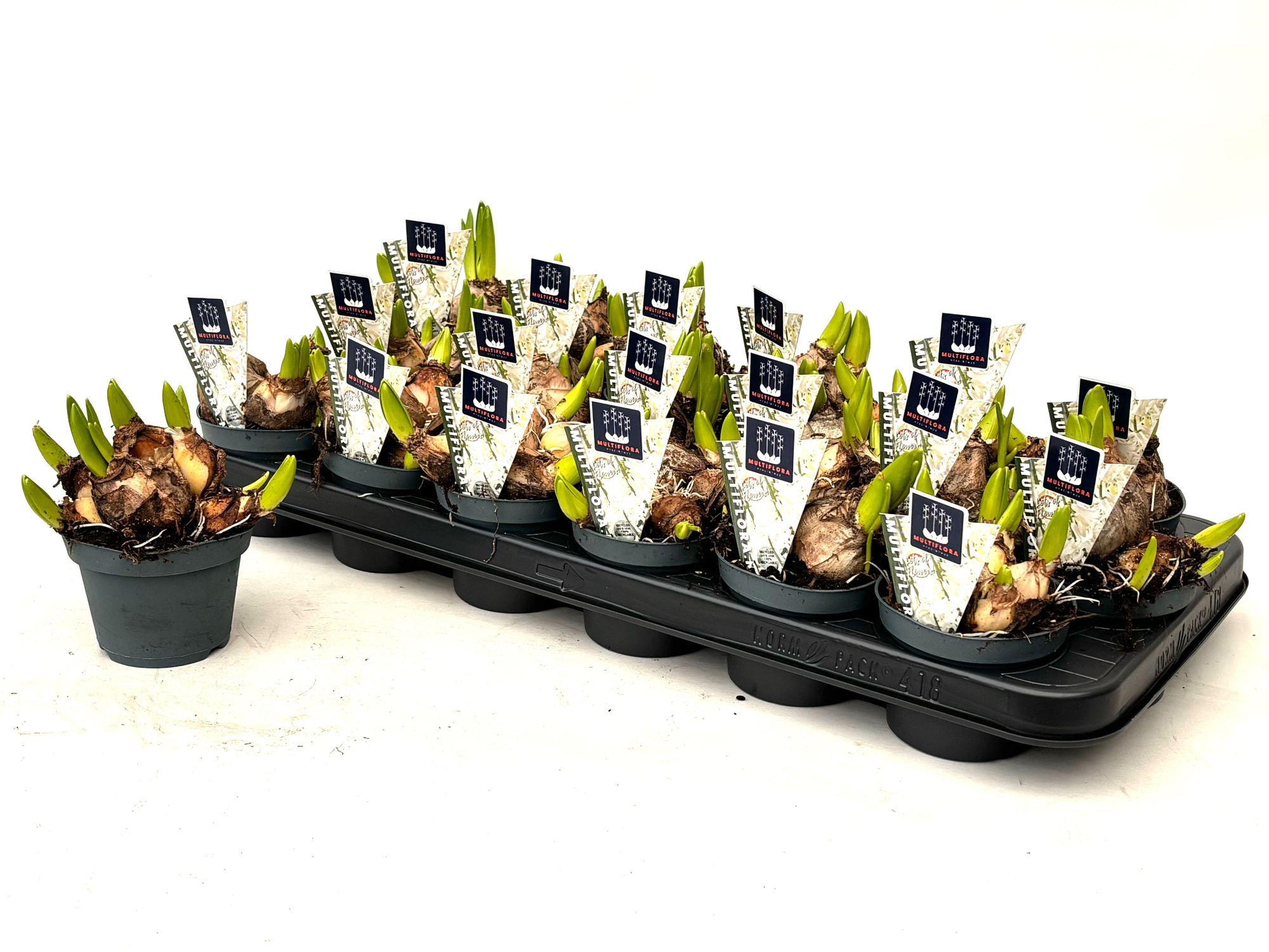 9 cm WIT Hyacint Multiflora, D 9