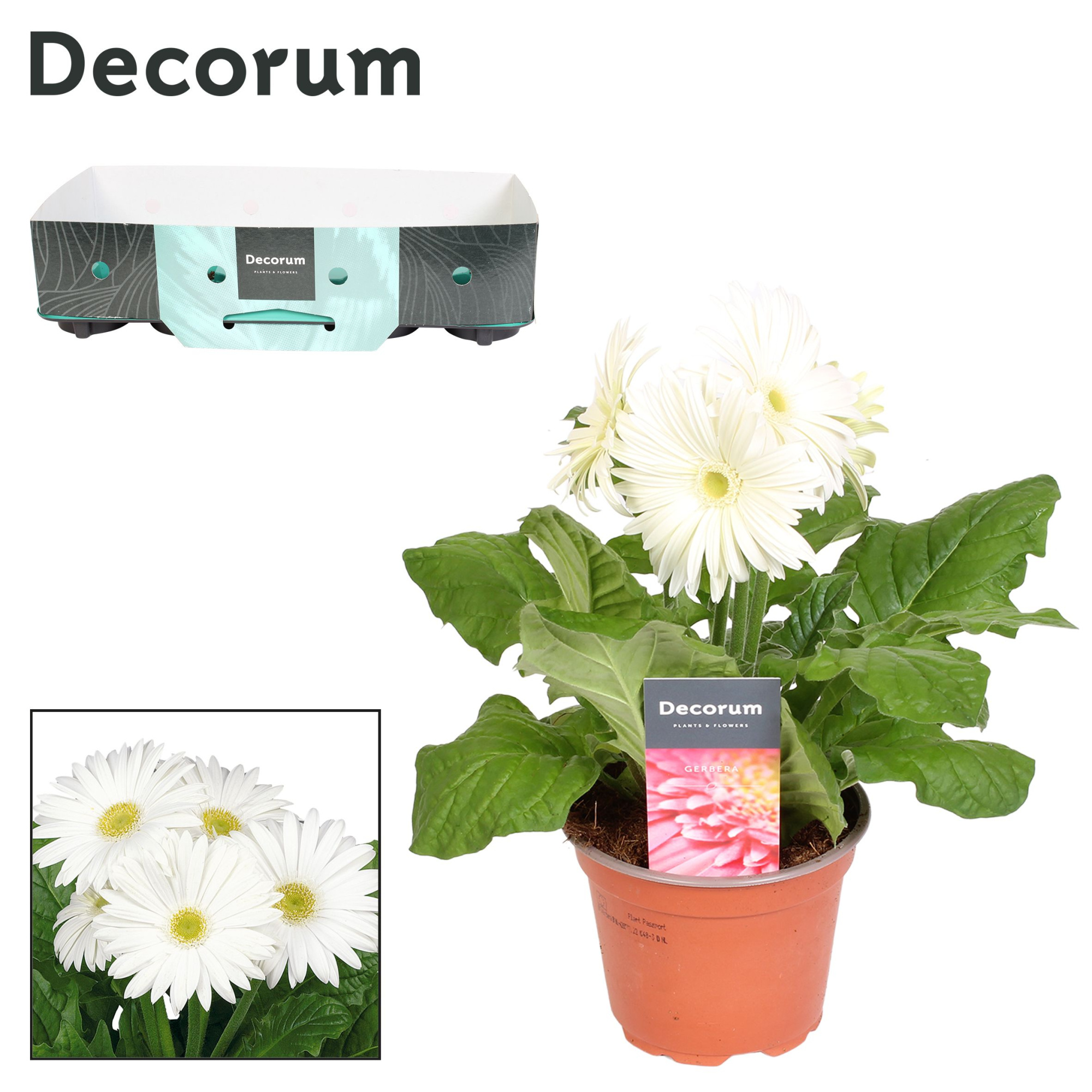Gerbera 2+bl. wit met kraag Decorum, D 12