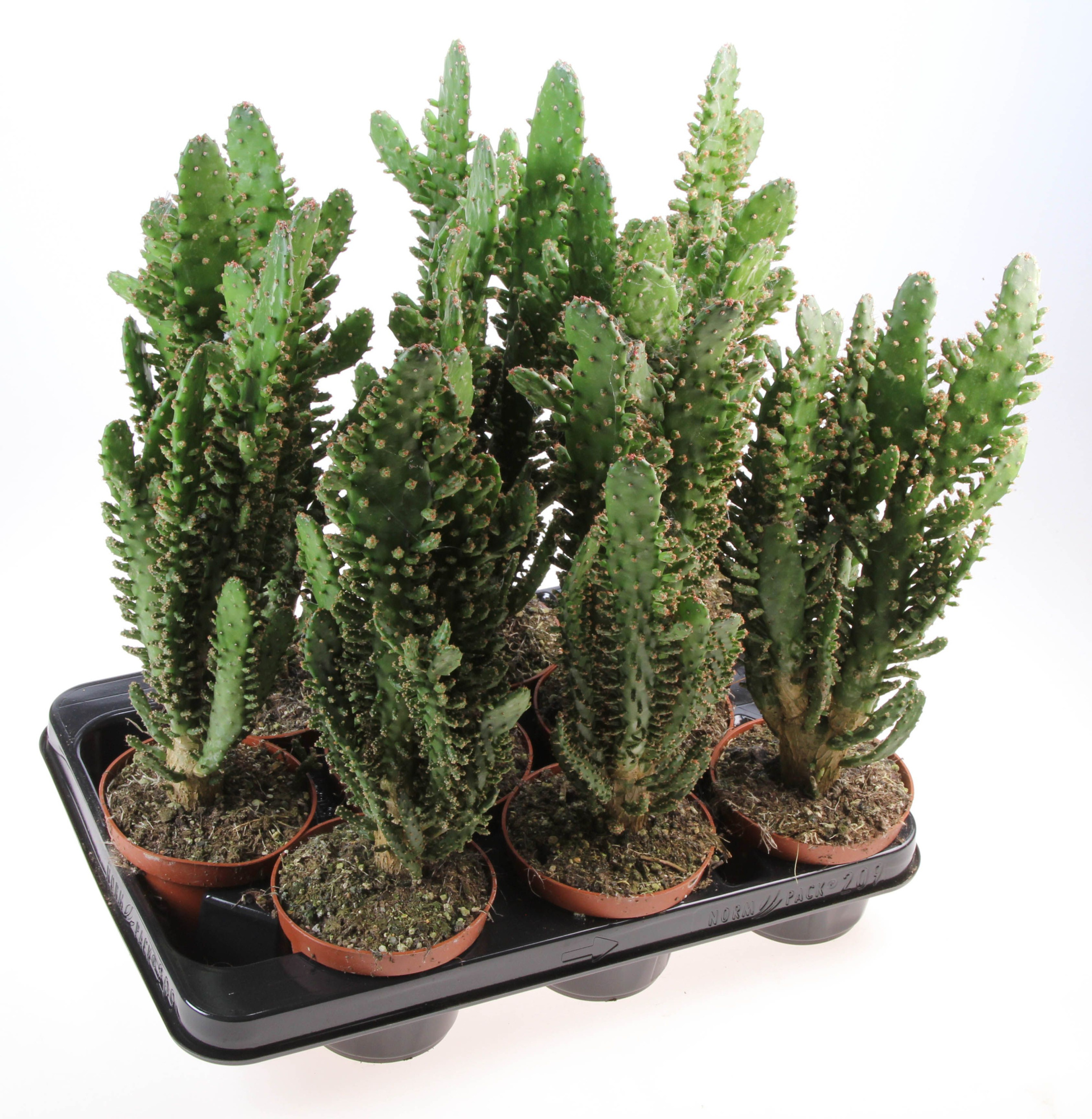 Opuntie tuna XXL, D 10,5