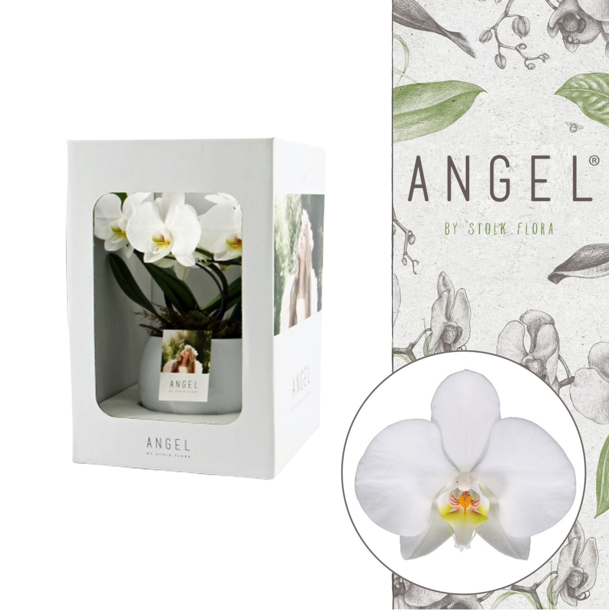 Angel | Showbox White in Lisa white pot | Phalaenopsis 2 spike, D 12