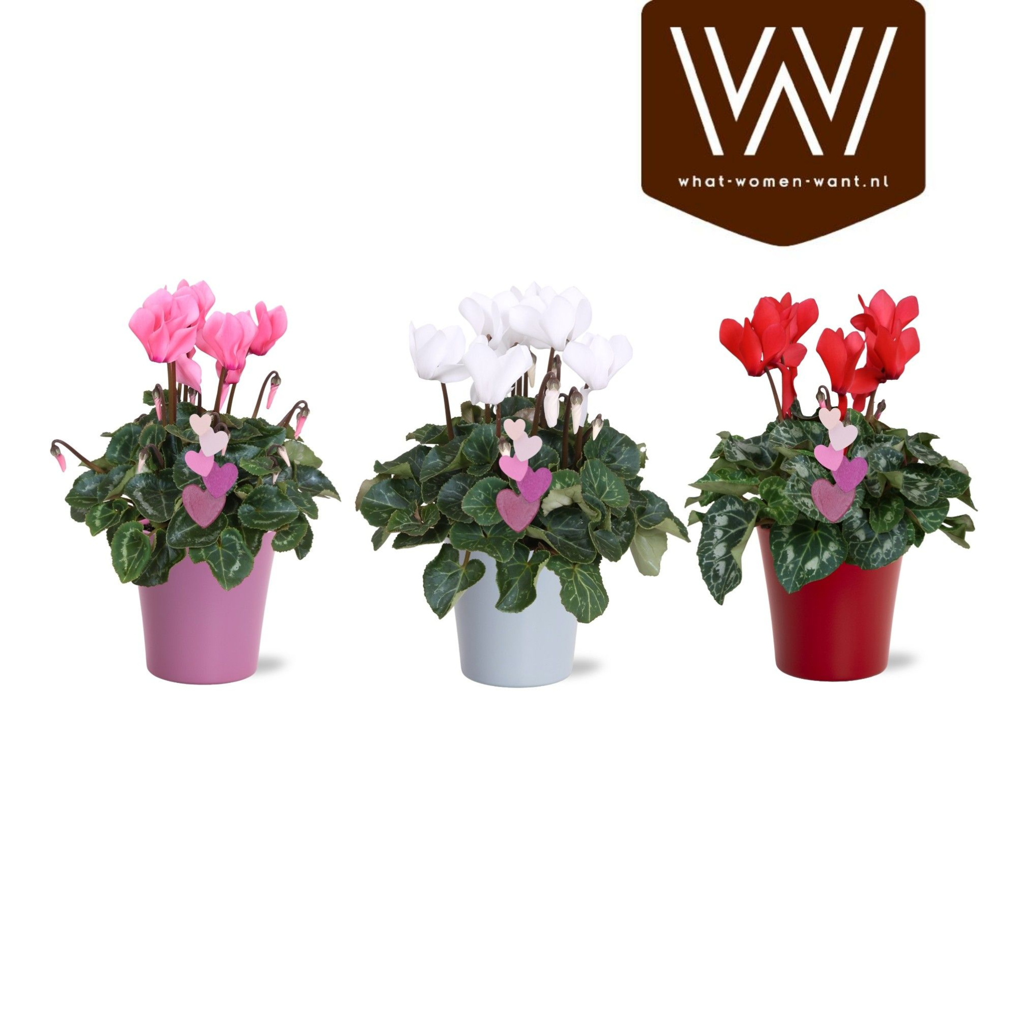 Cyclamen in gekleurd Lotte keramiek met hartsteker, D 14