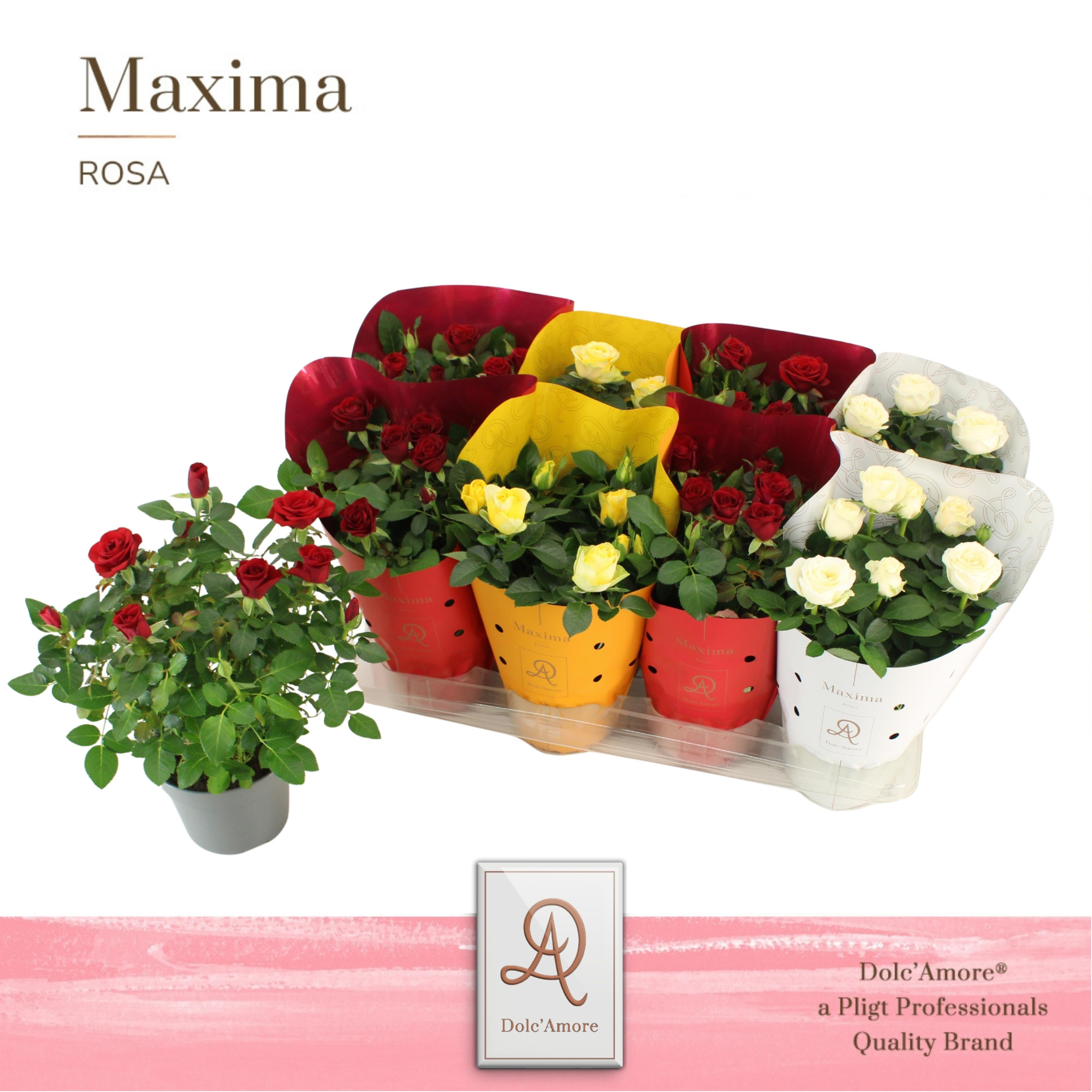 Potroos Verona Mix P14 Dolc'Amore® Maxima Metallic TonSurTon, D 14
