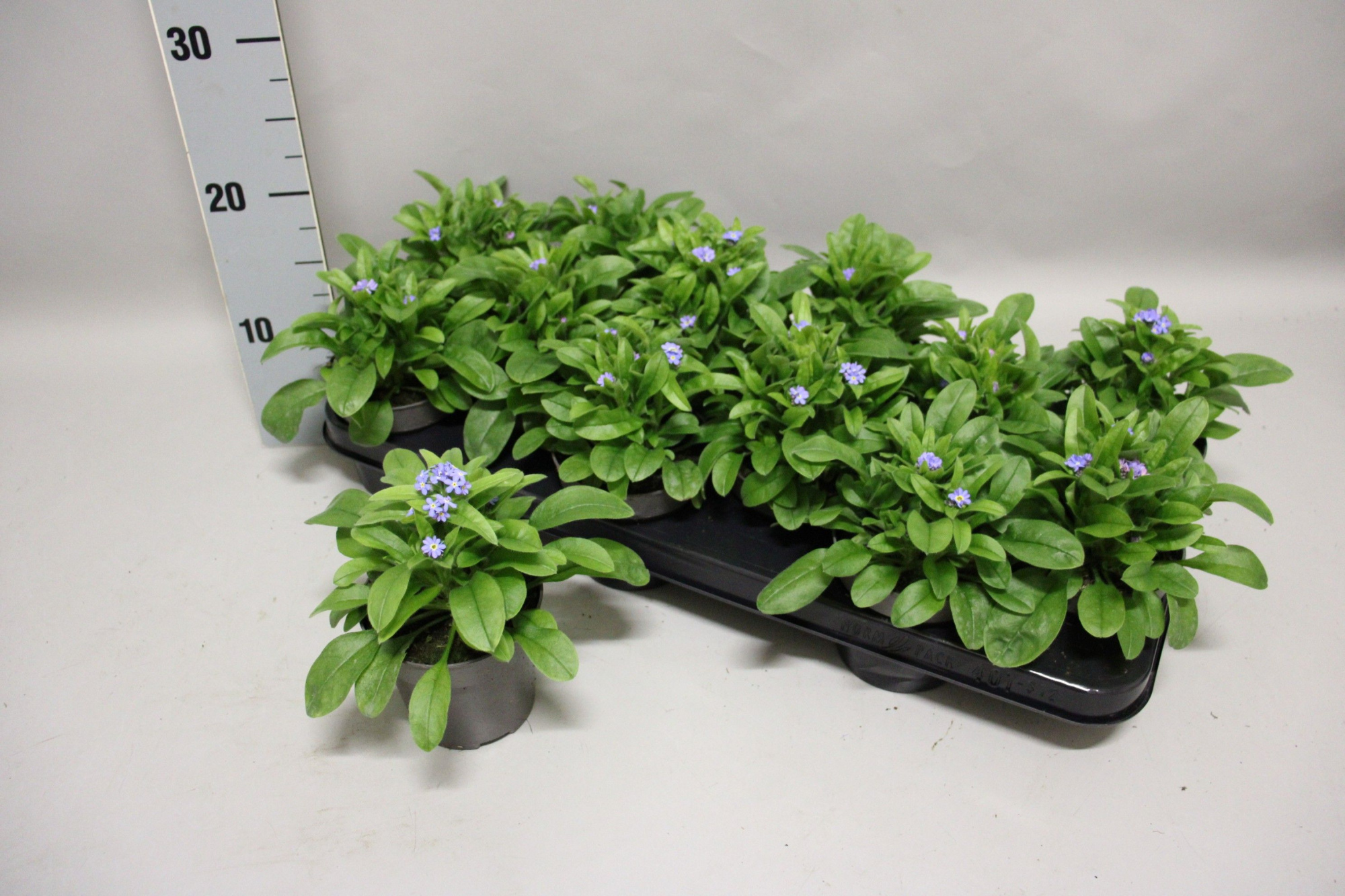 Myosotis Blue 10,5 cm, D 10,5