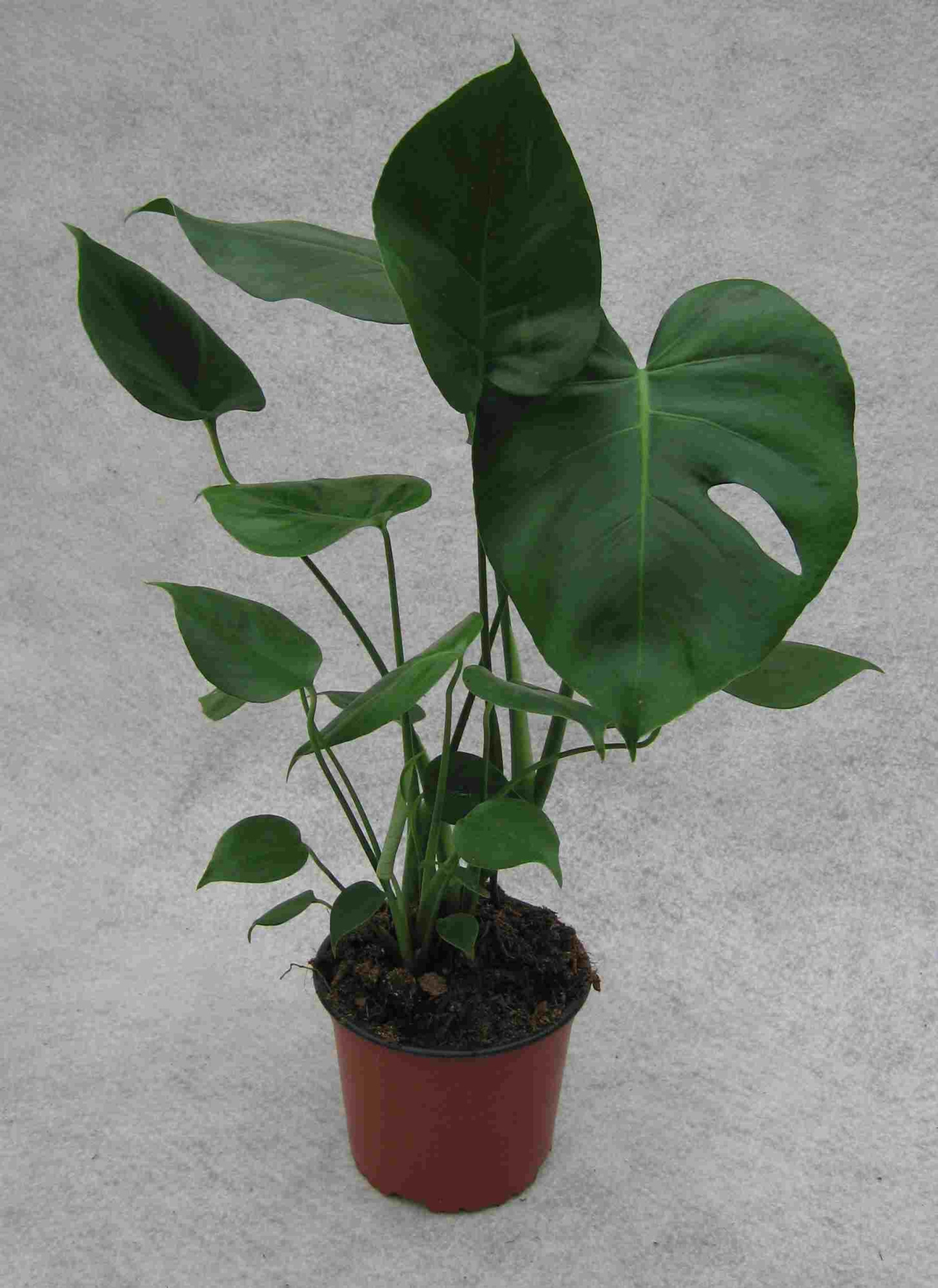 MONSTERA DELICIOSA, D 17