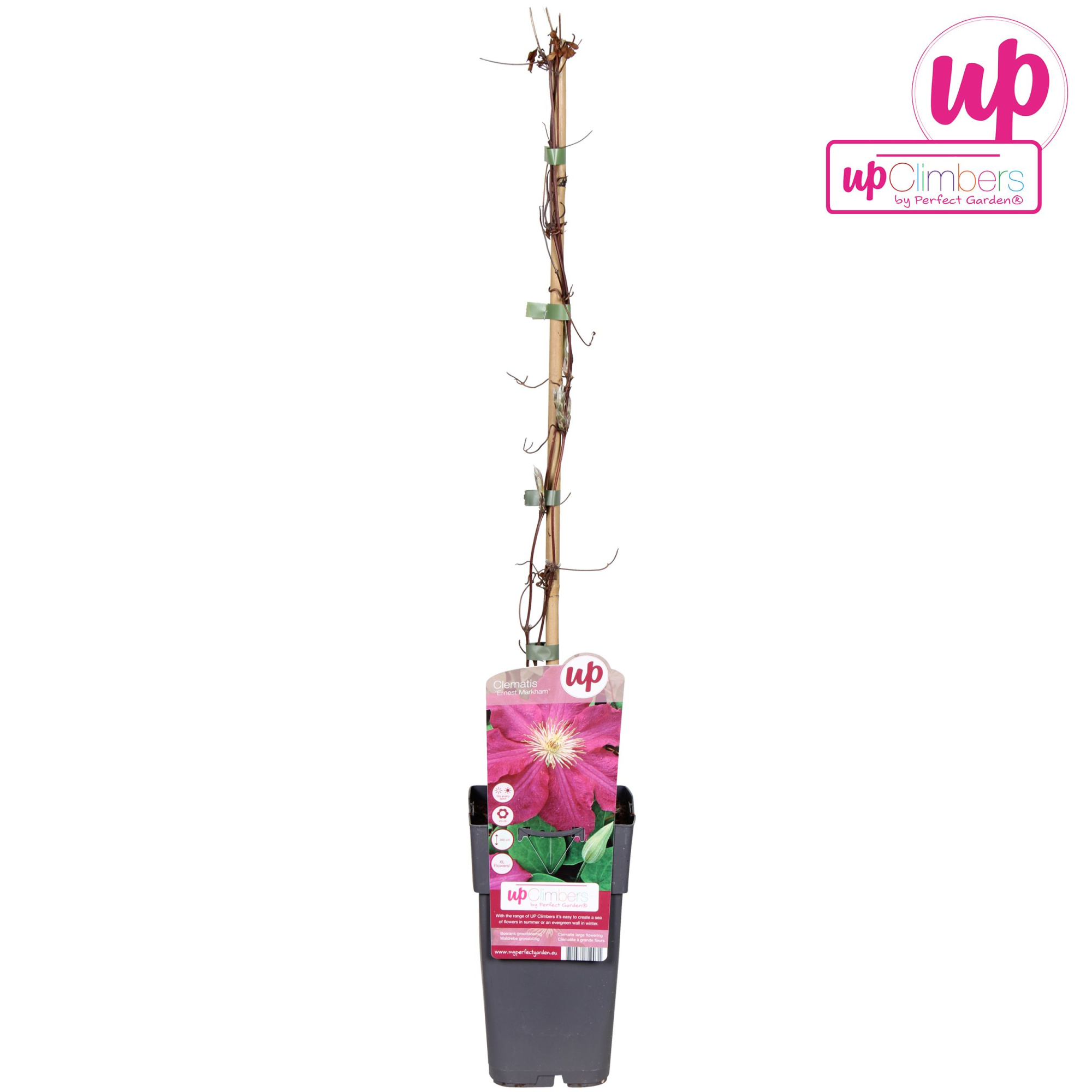 Clematis Ernest Markham P15, D 15