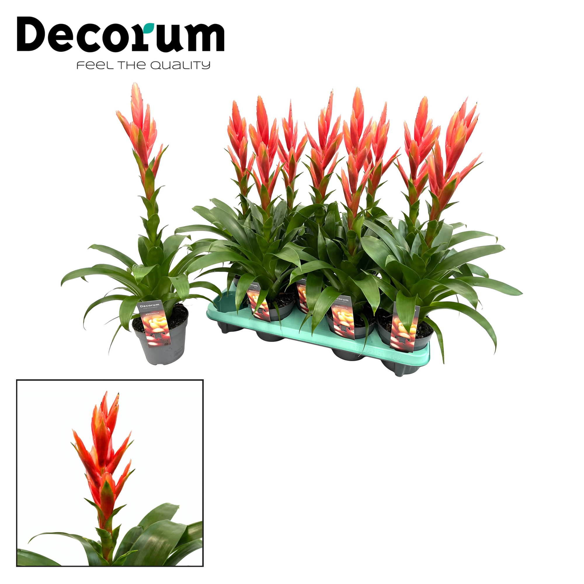 Tillandsia Ziva (Decorum), D 13