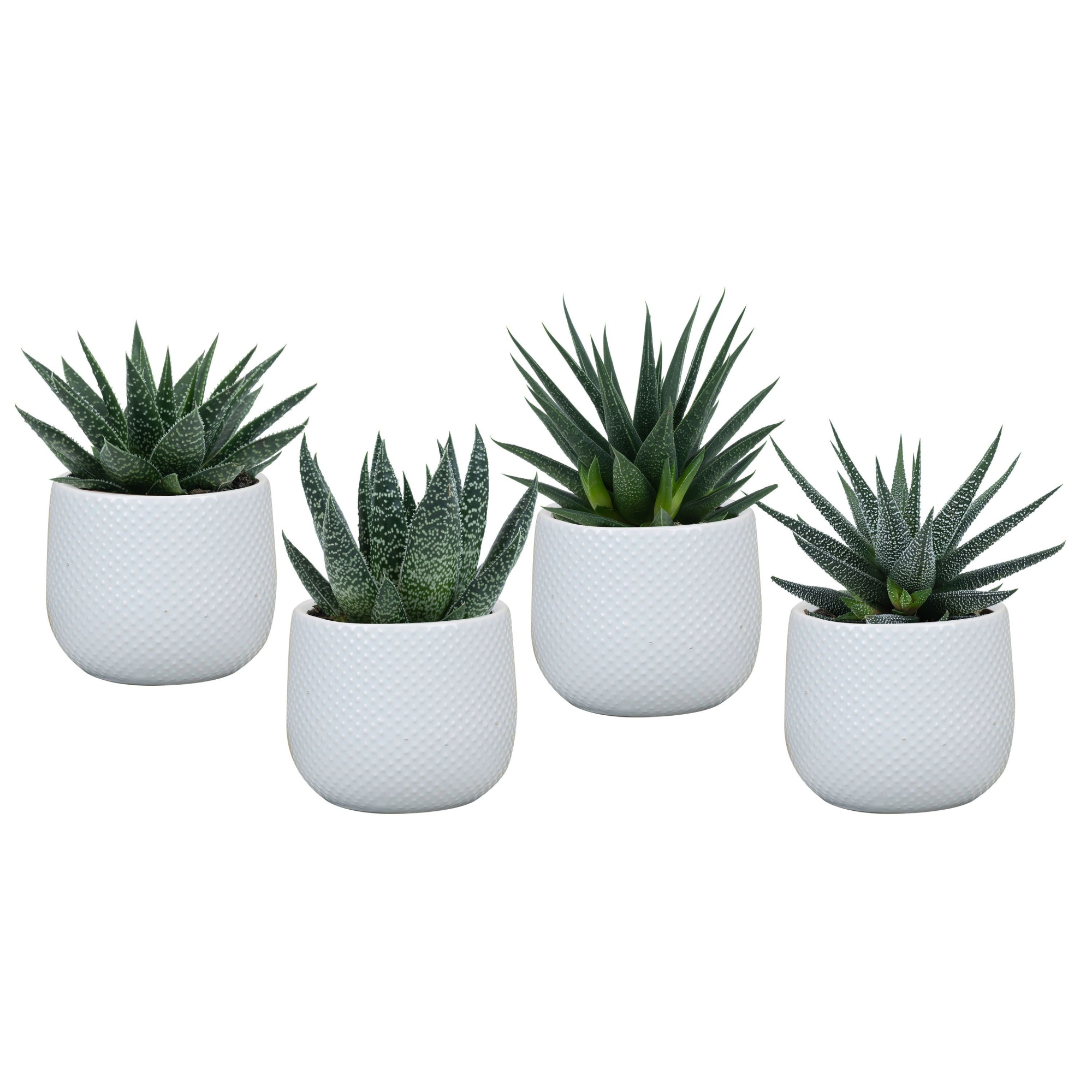 Darwin white with Succulent mix, D 6