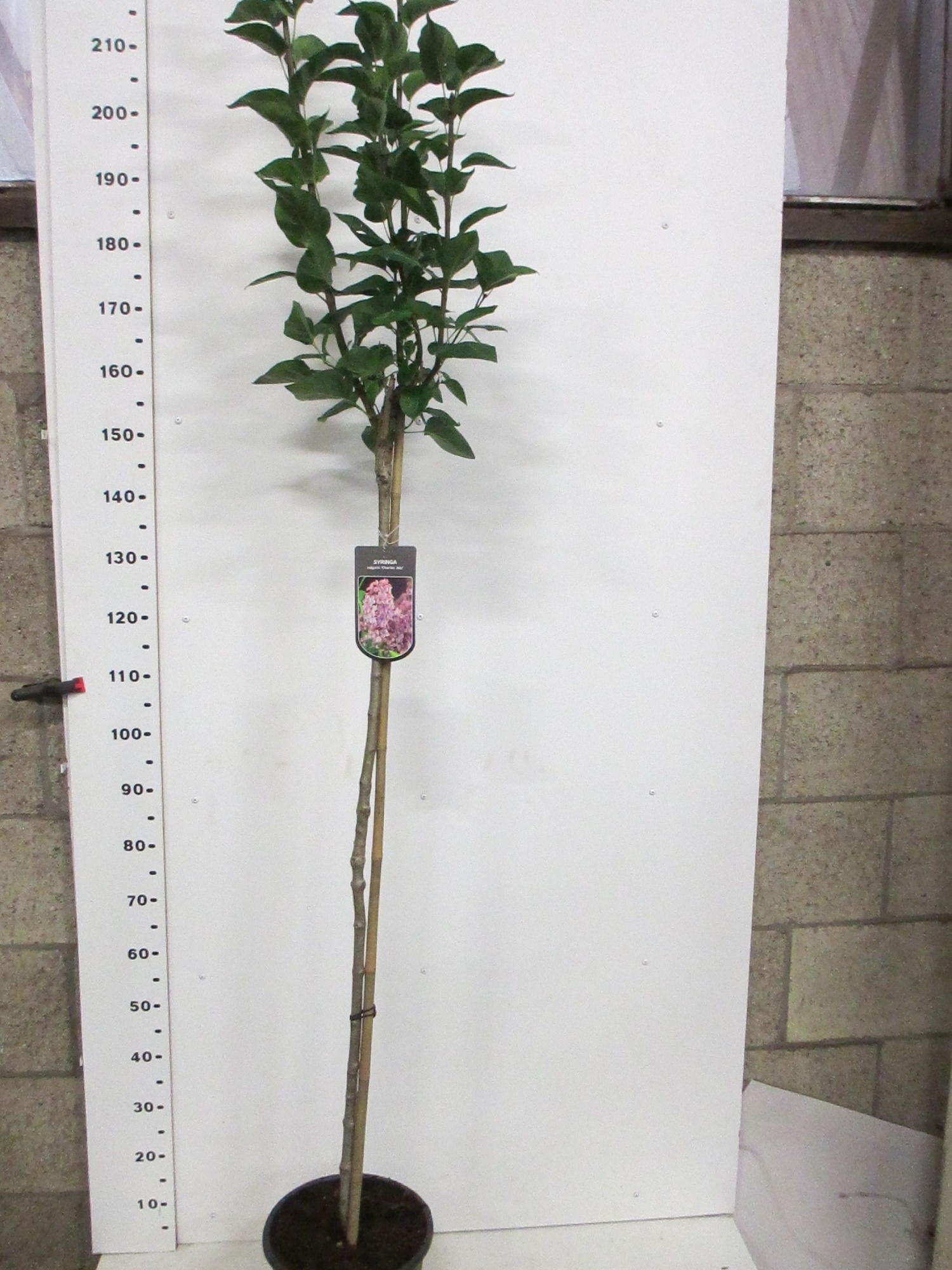 Syringa vulg. Charles Joly 110st. P28, D 28