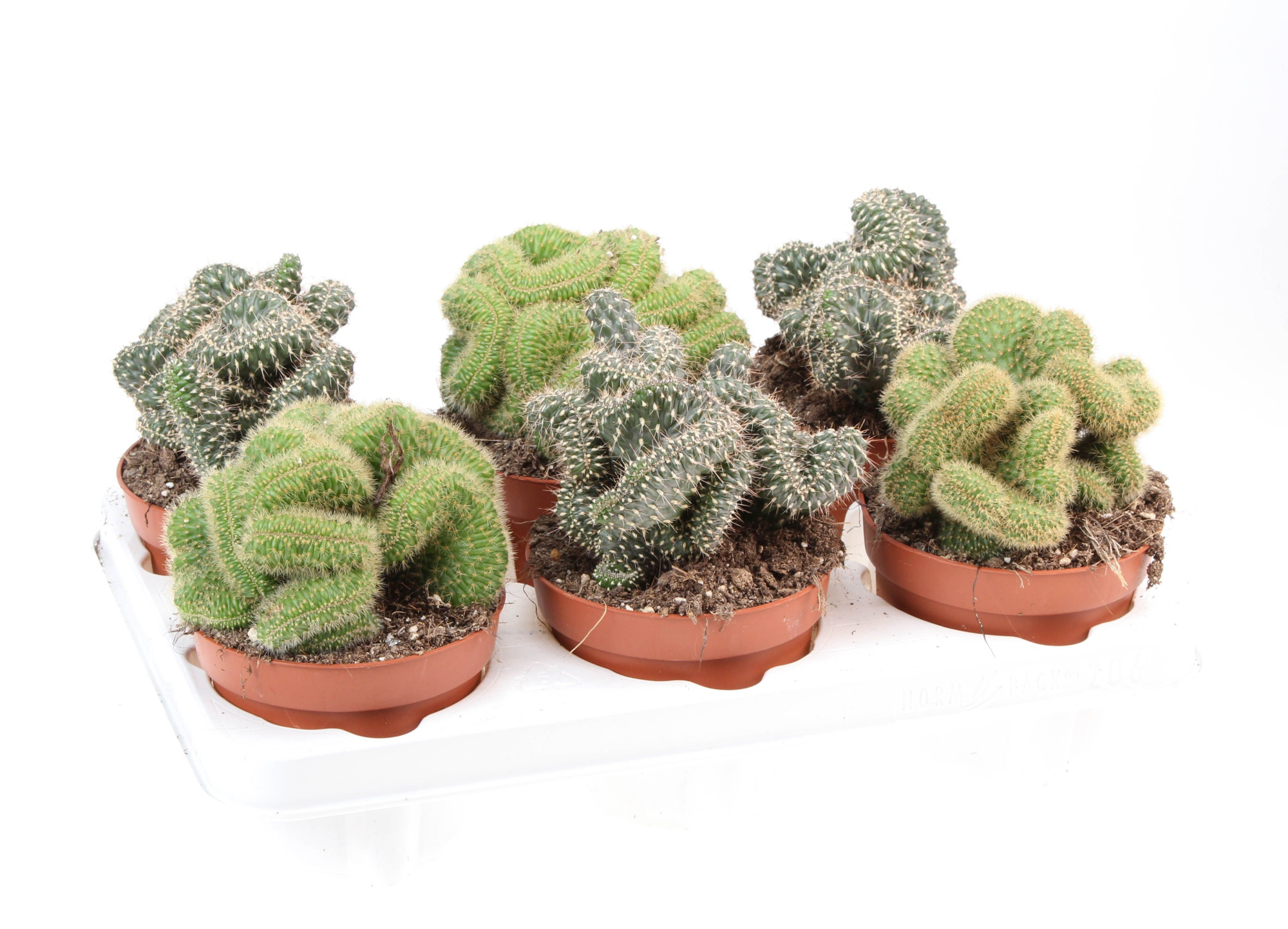 Cactus cristaat mix, D 12