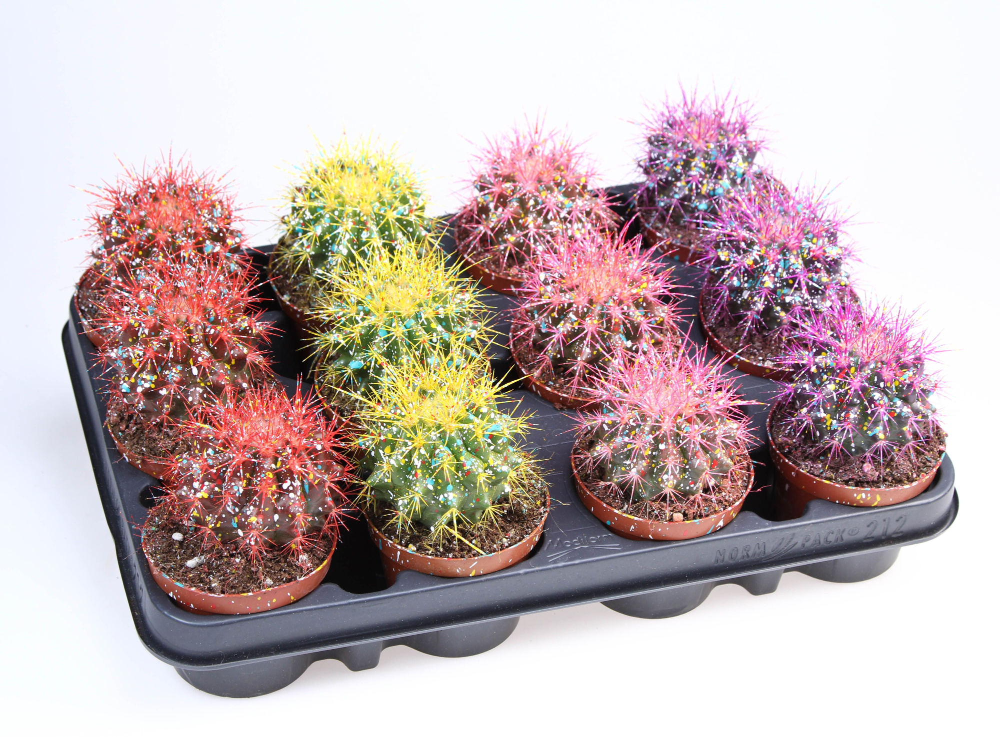 Grusonii rainbow sprinkle mix, D 8,5