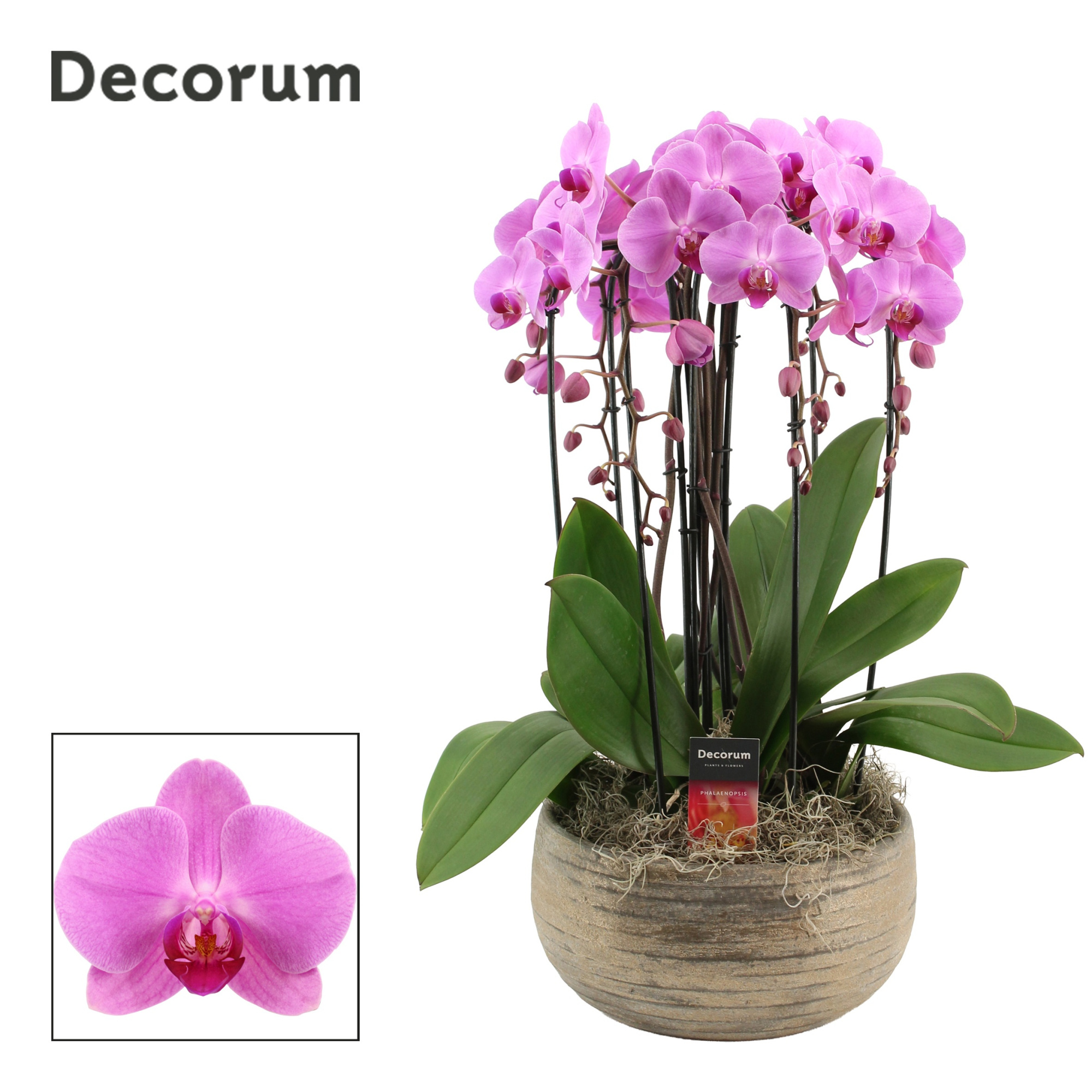 Oro cascade 6 tak symphony pink (Deco-collection), D 27