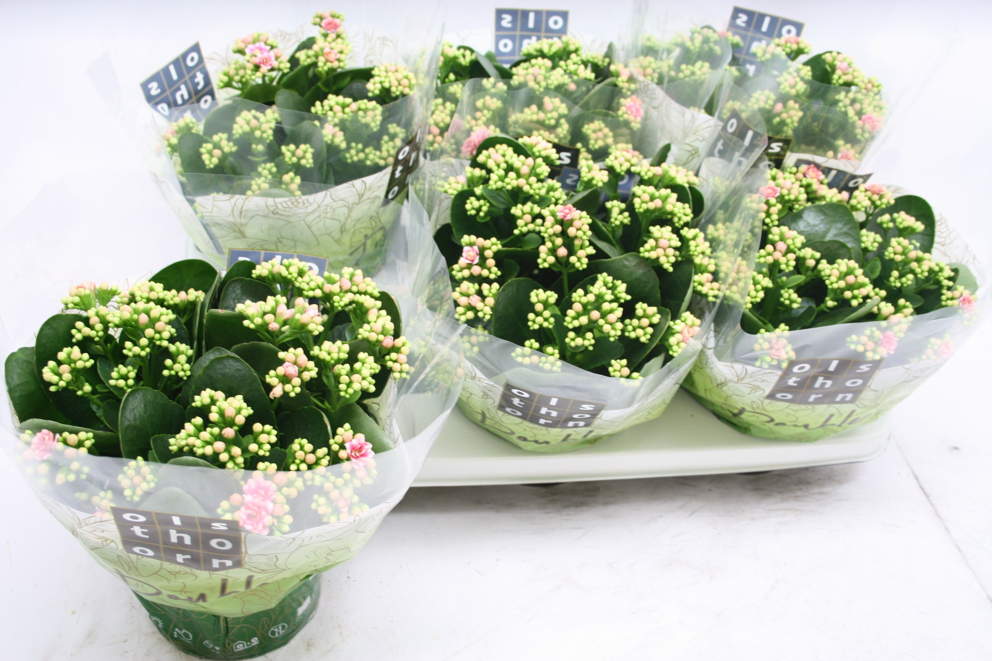 Gevuld 15 cm WEAVER (licht-roze), D 15