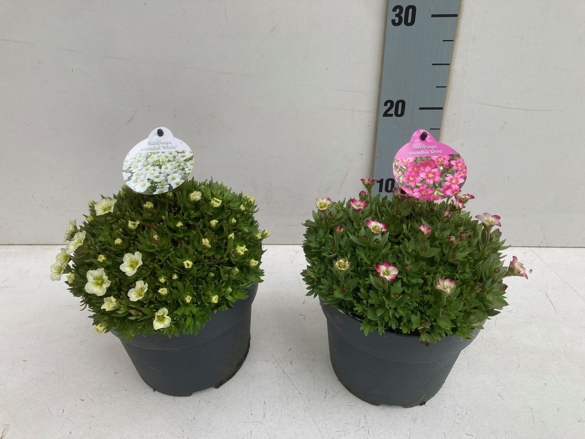 Saxifraga arendsii, D 17