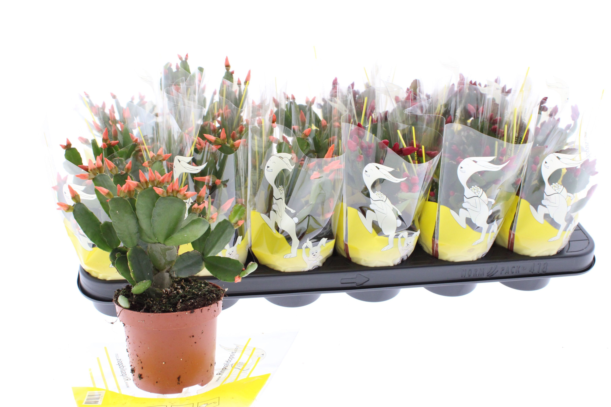 Rhipsalidopsis 9 cm mix 2 kleur, D 9