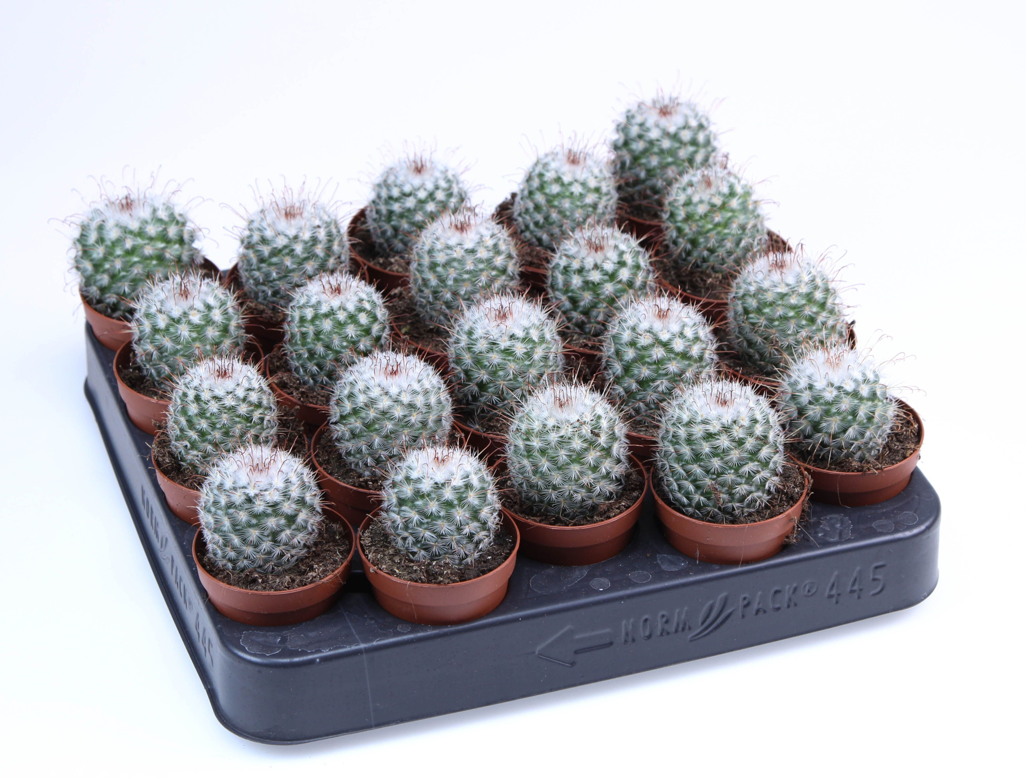 Mammilaria Bombycina E, D 5,5