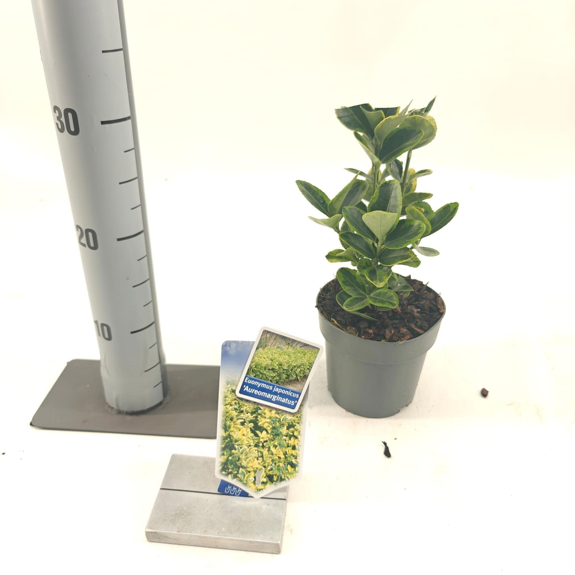 Euonymus jap. 'Aureomarginatus', D 13