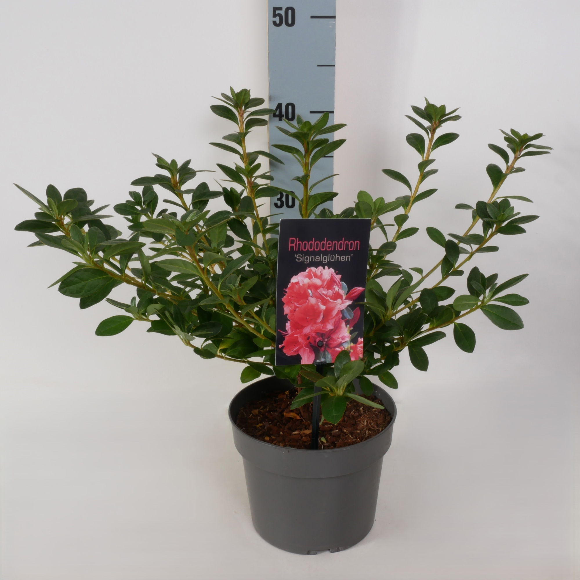 Rhododendron (AJ) 'Signalgluhen' P17, D 17