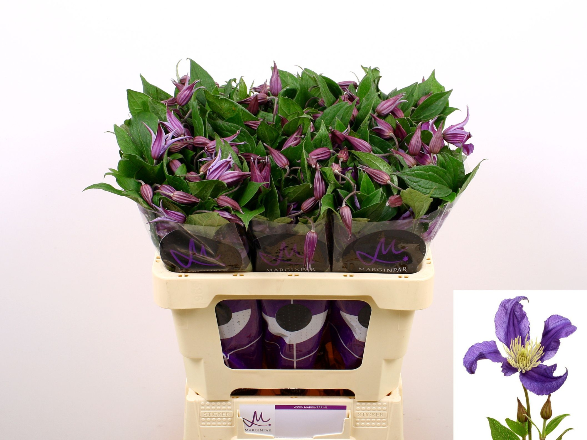 Клематис Блю Пируэт 60 (фиолет.), шт.